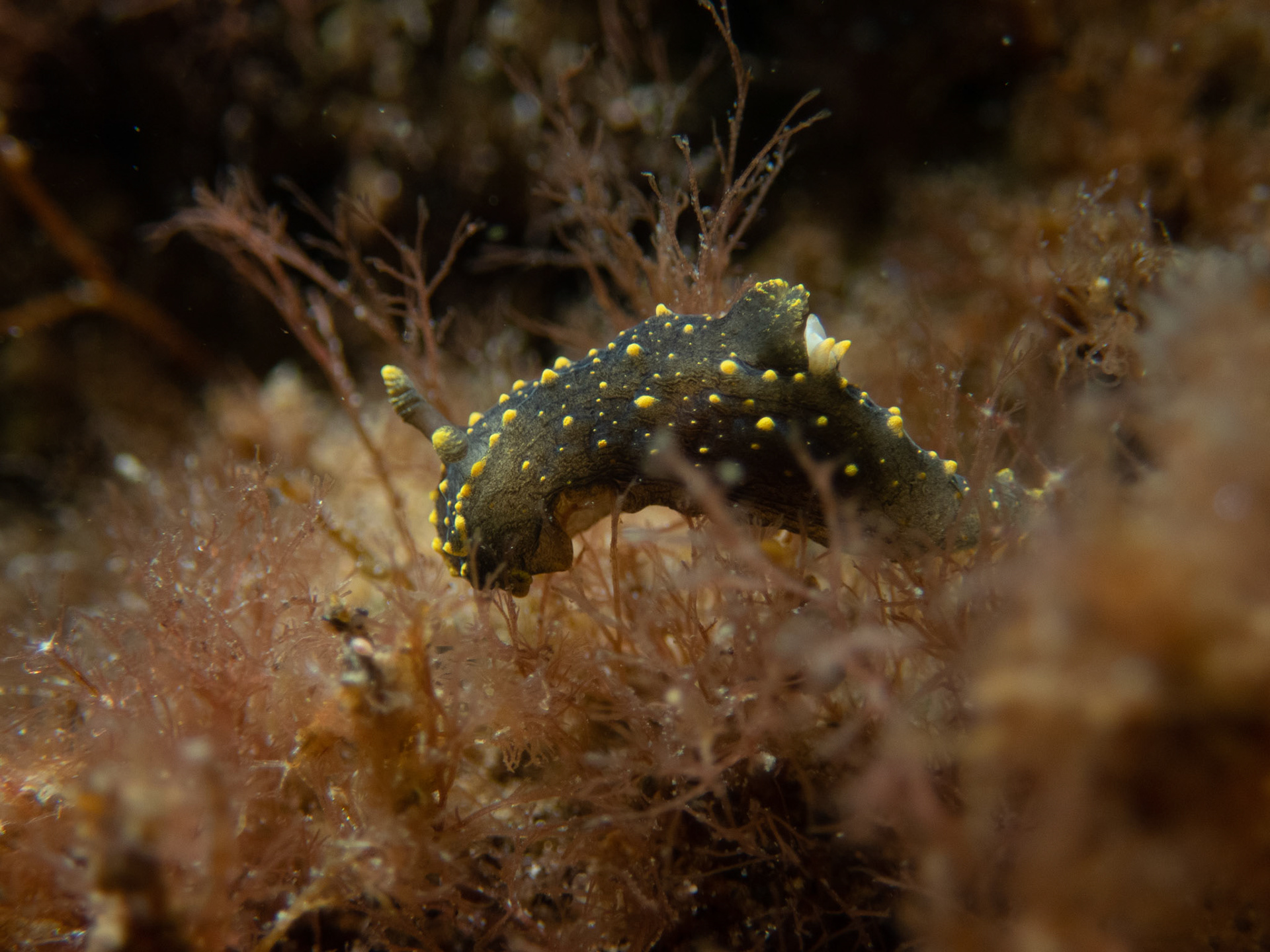 Palio dubia in an unusual dark coloration