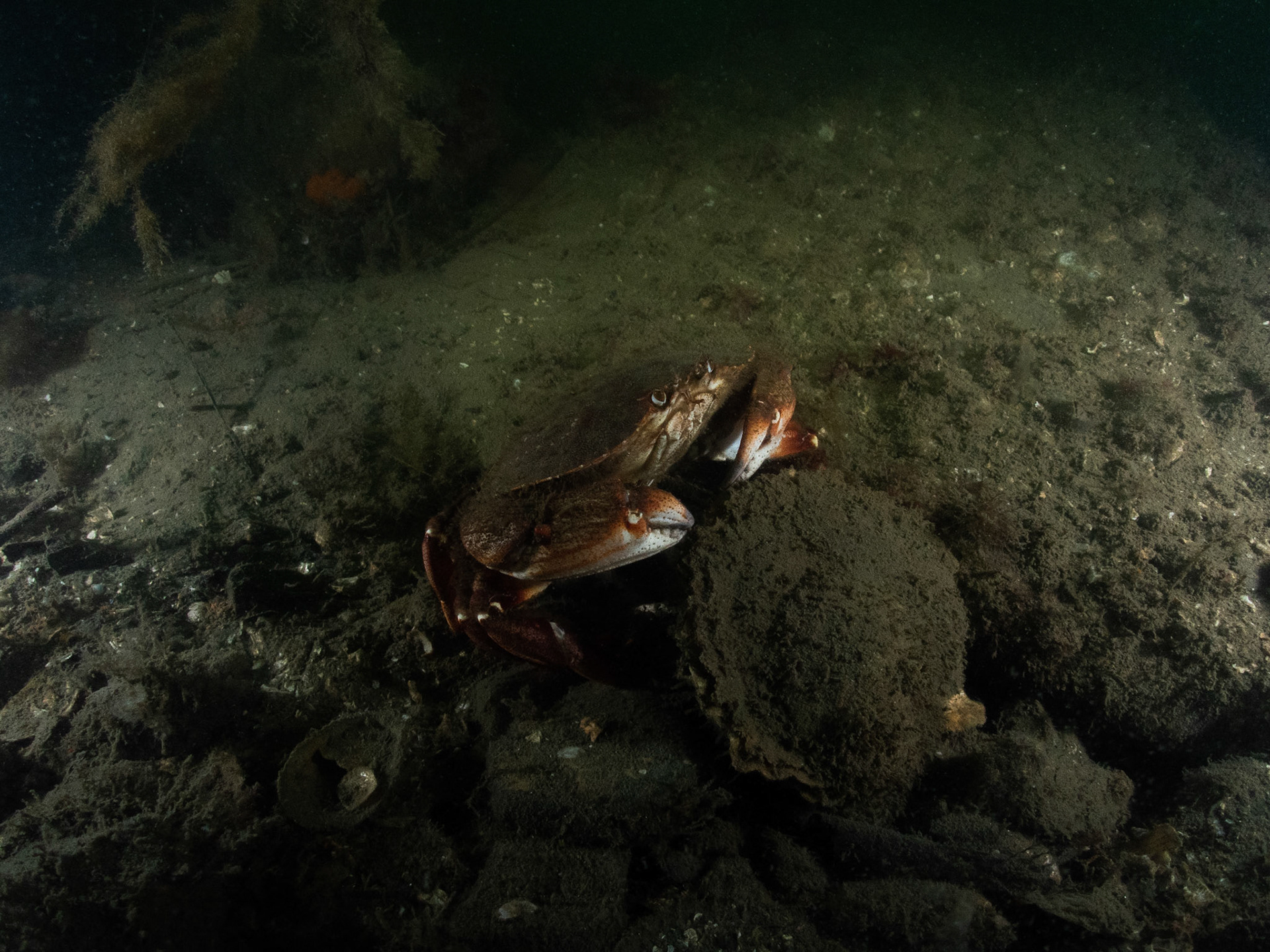 Rock crab with a scallop (?)