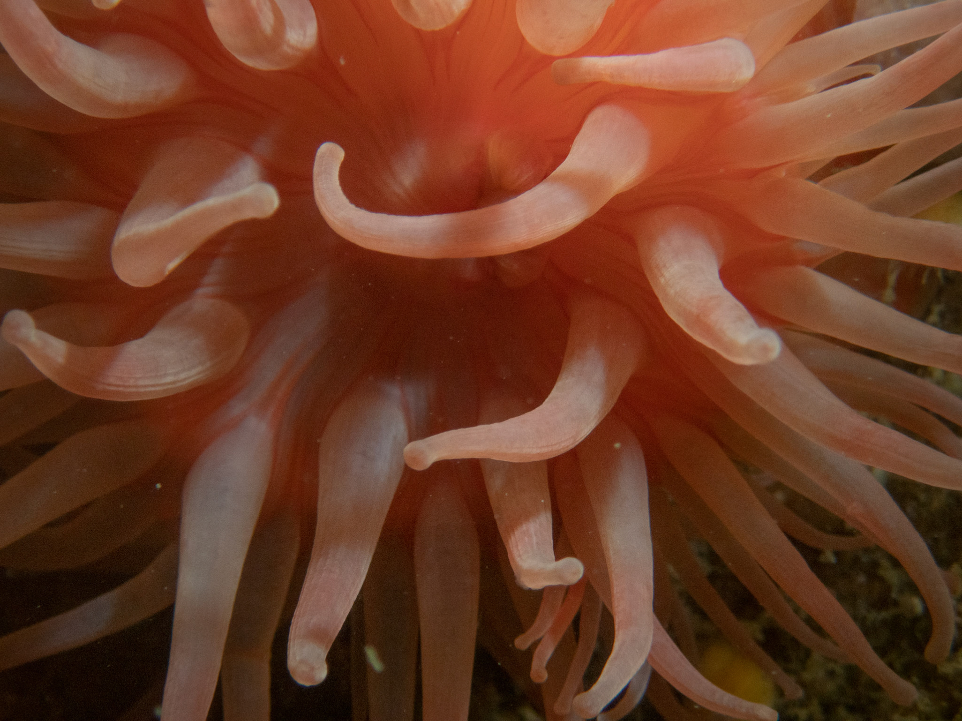 Northern red anemone