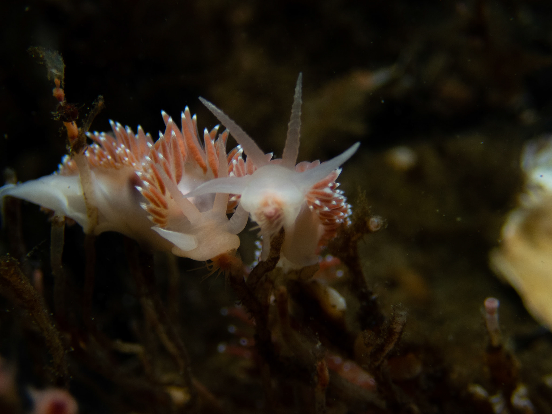 F. verrucosas feasting