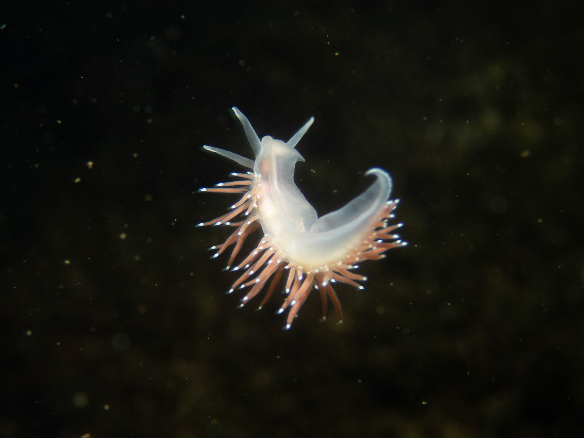 Aeolis nudibranch