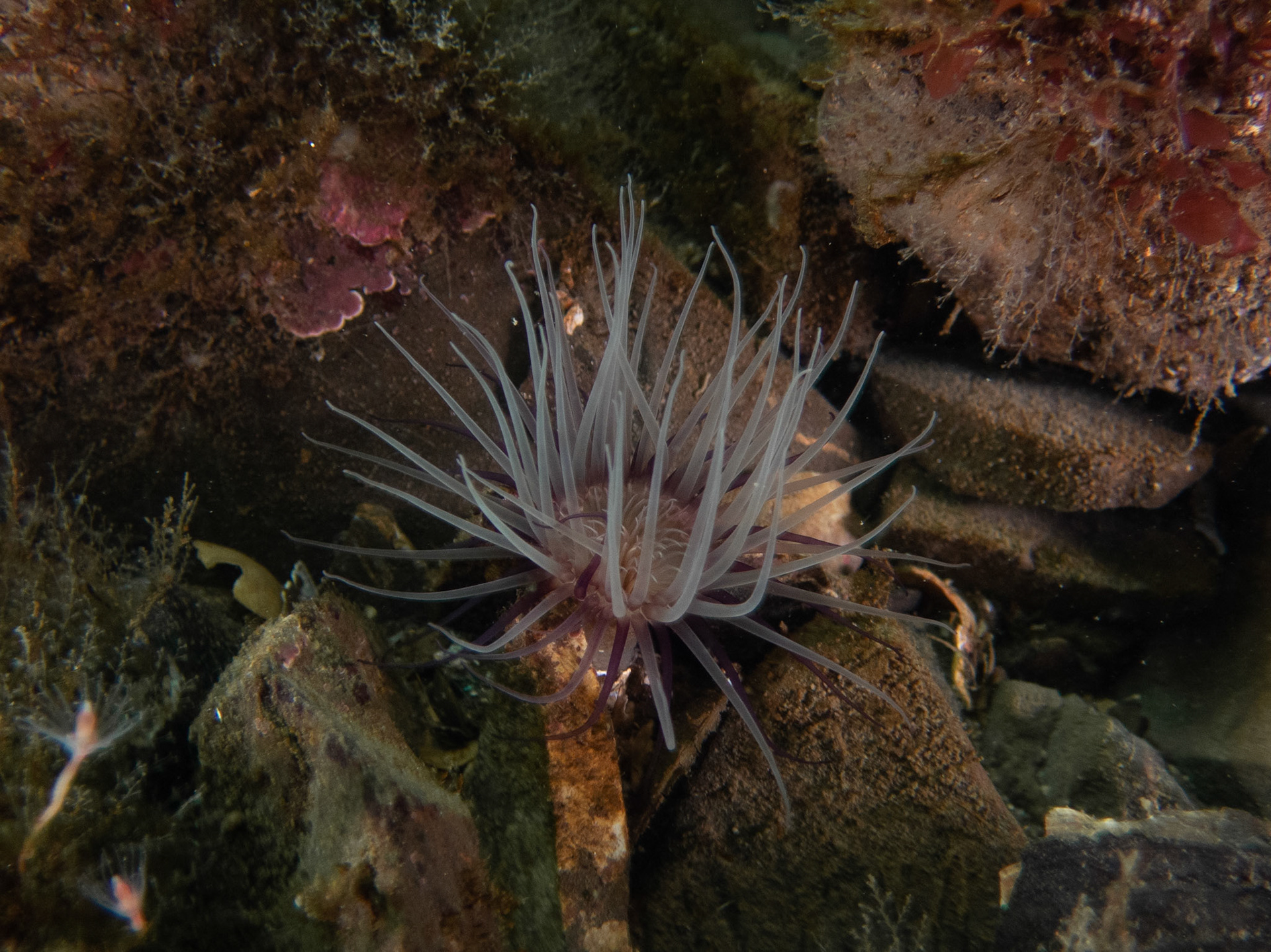 Tiny northern cerianthid