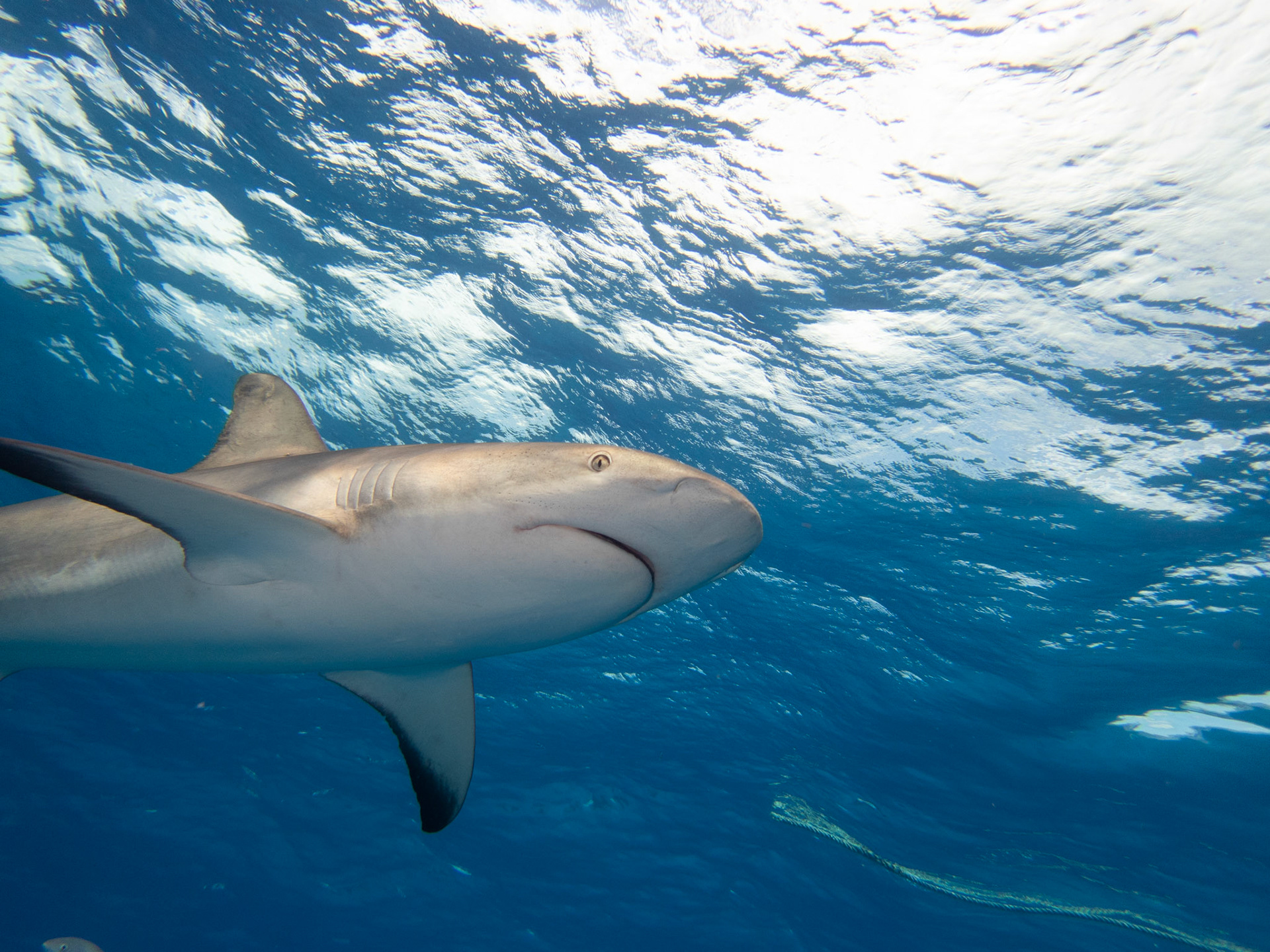 Caribbean Reef Shark