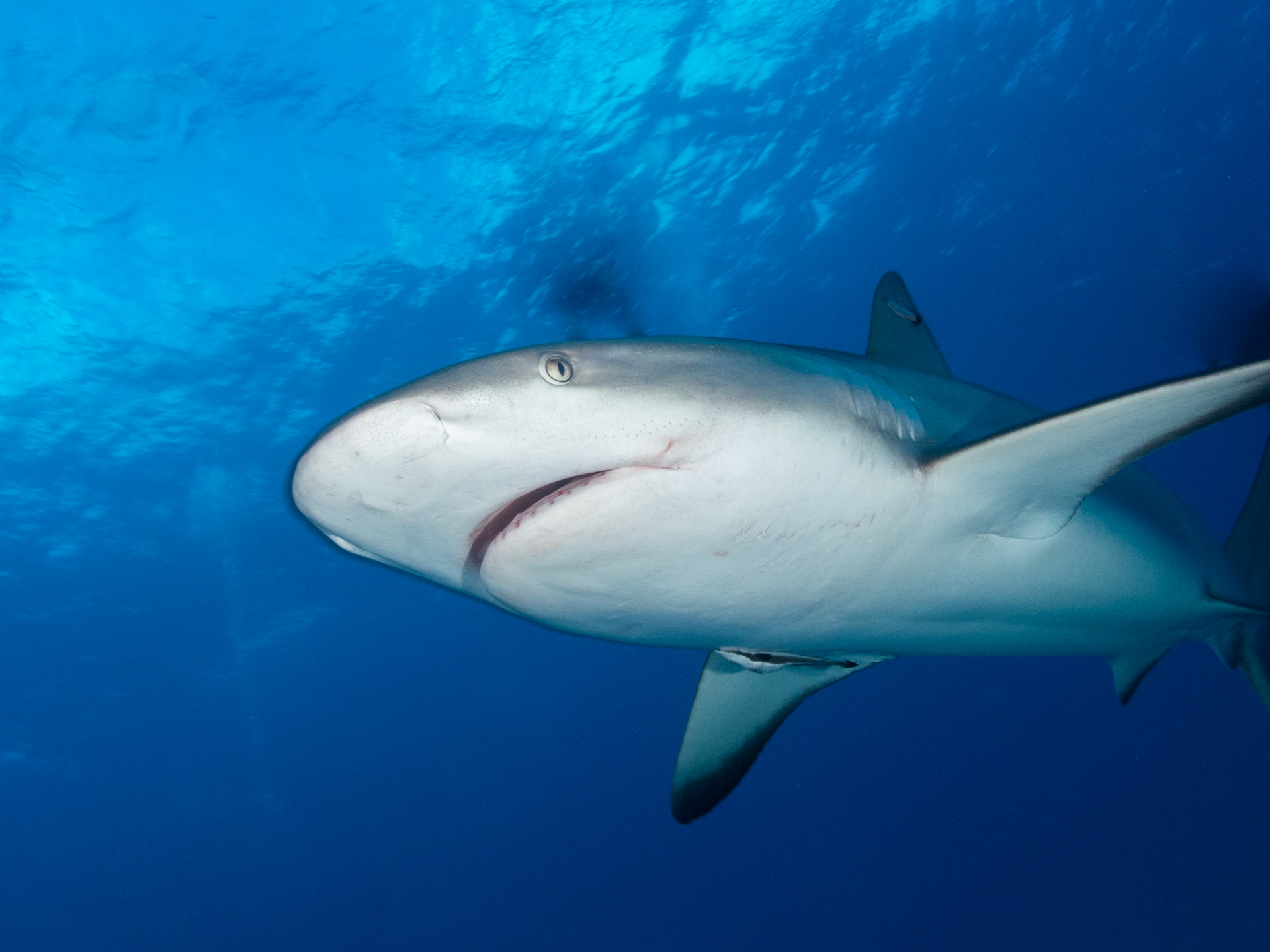 Caribbean Reef Shark