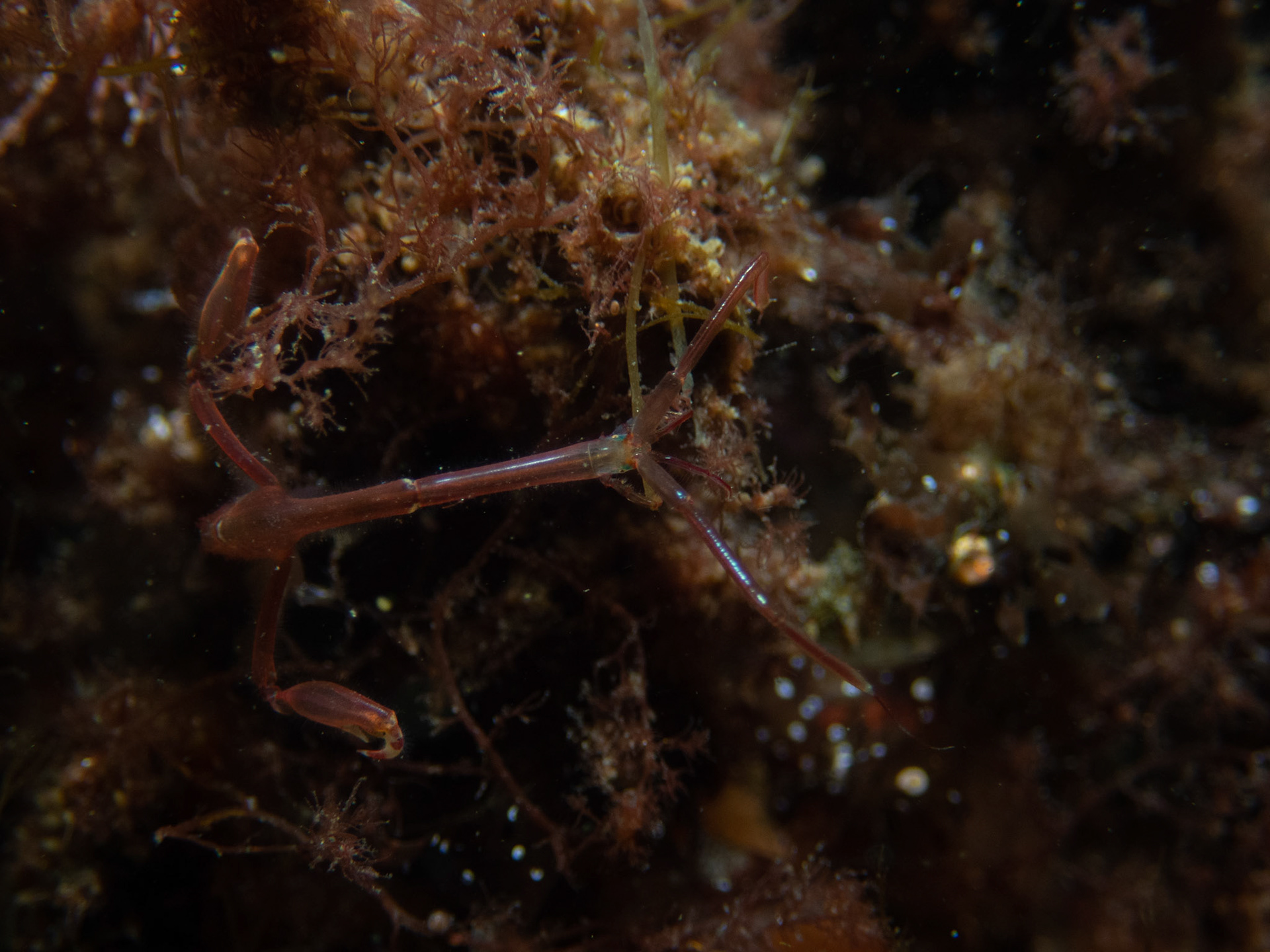 Skeleton Shrimp