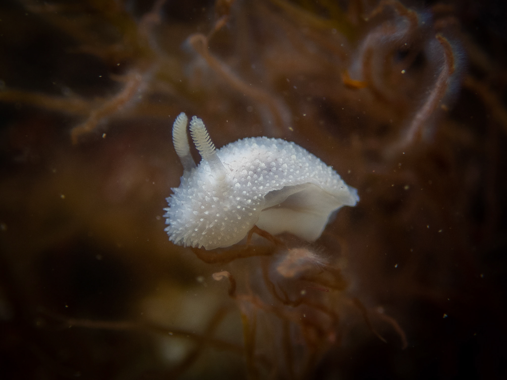 Acanthodoris pilosa