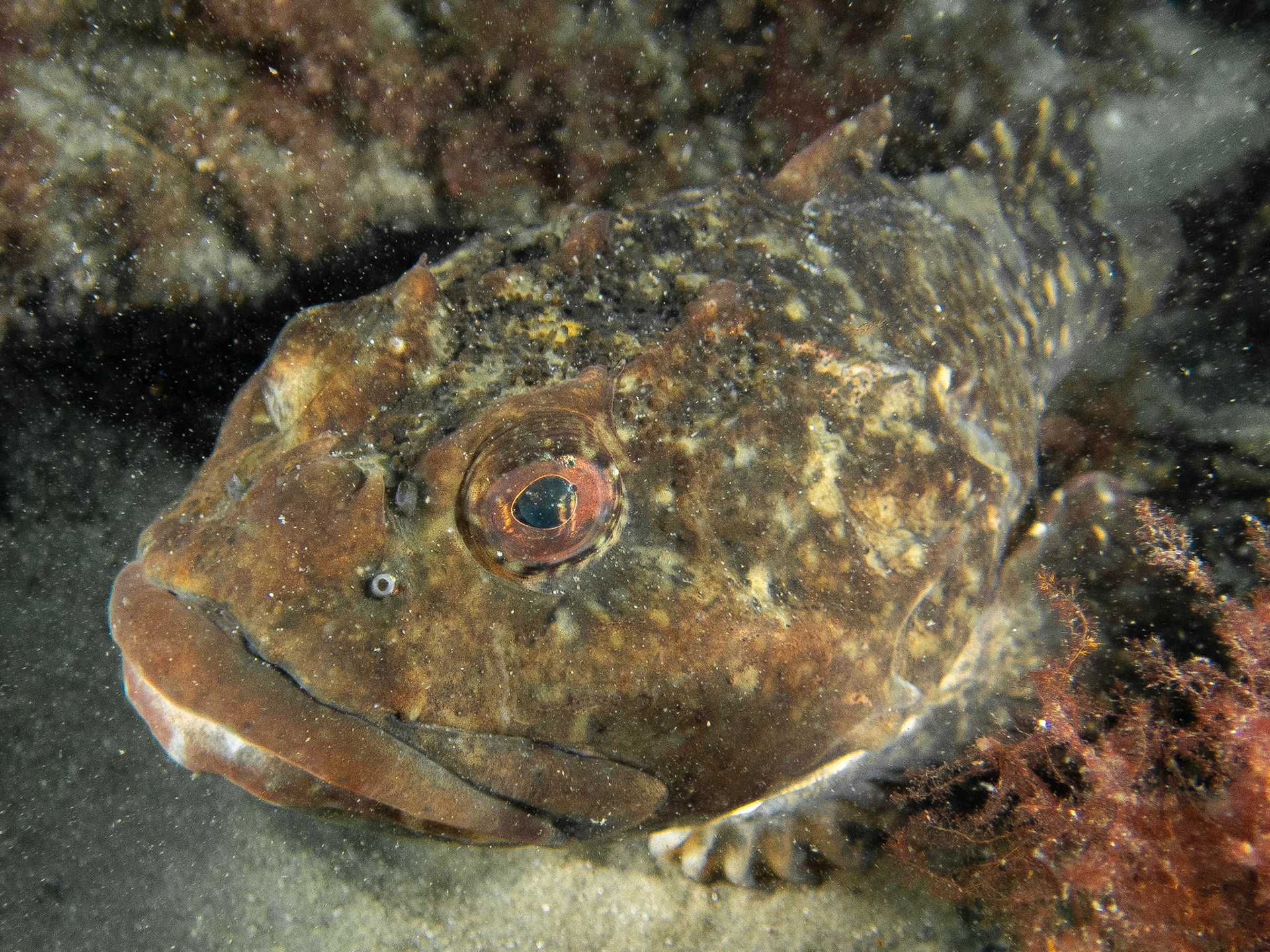 Shorthorn Sculpin