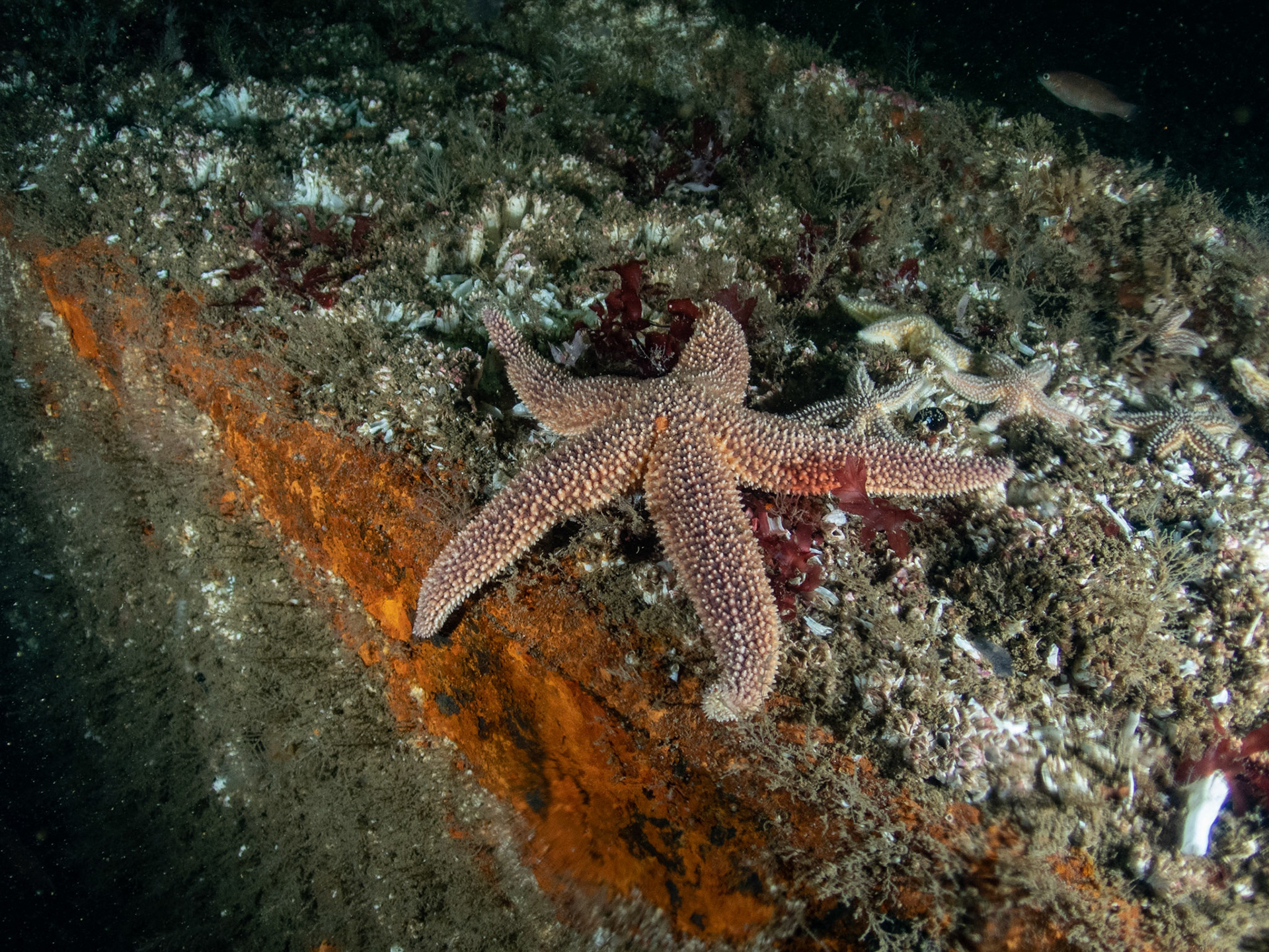 Sea star on the edge