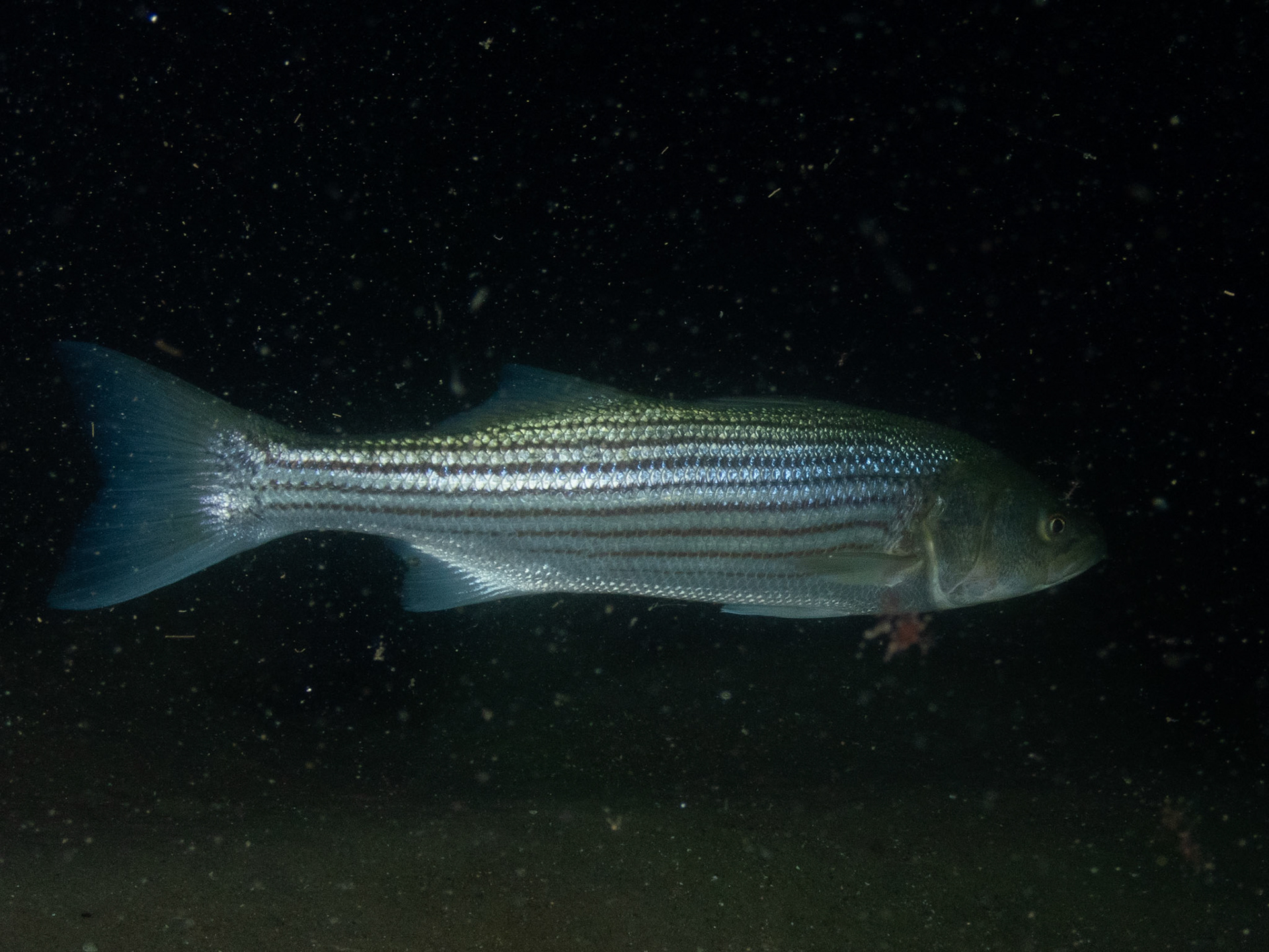 Stiped bass