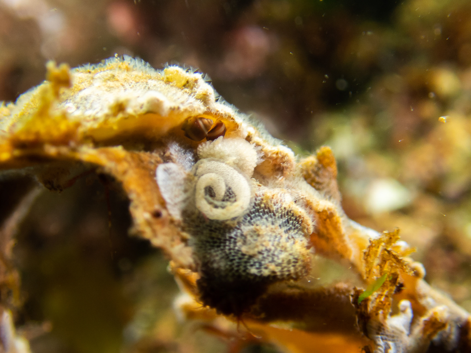 Onchidoris muricata with an egg spiral - not sure if it was the layer