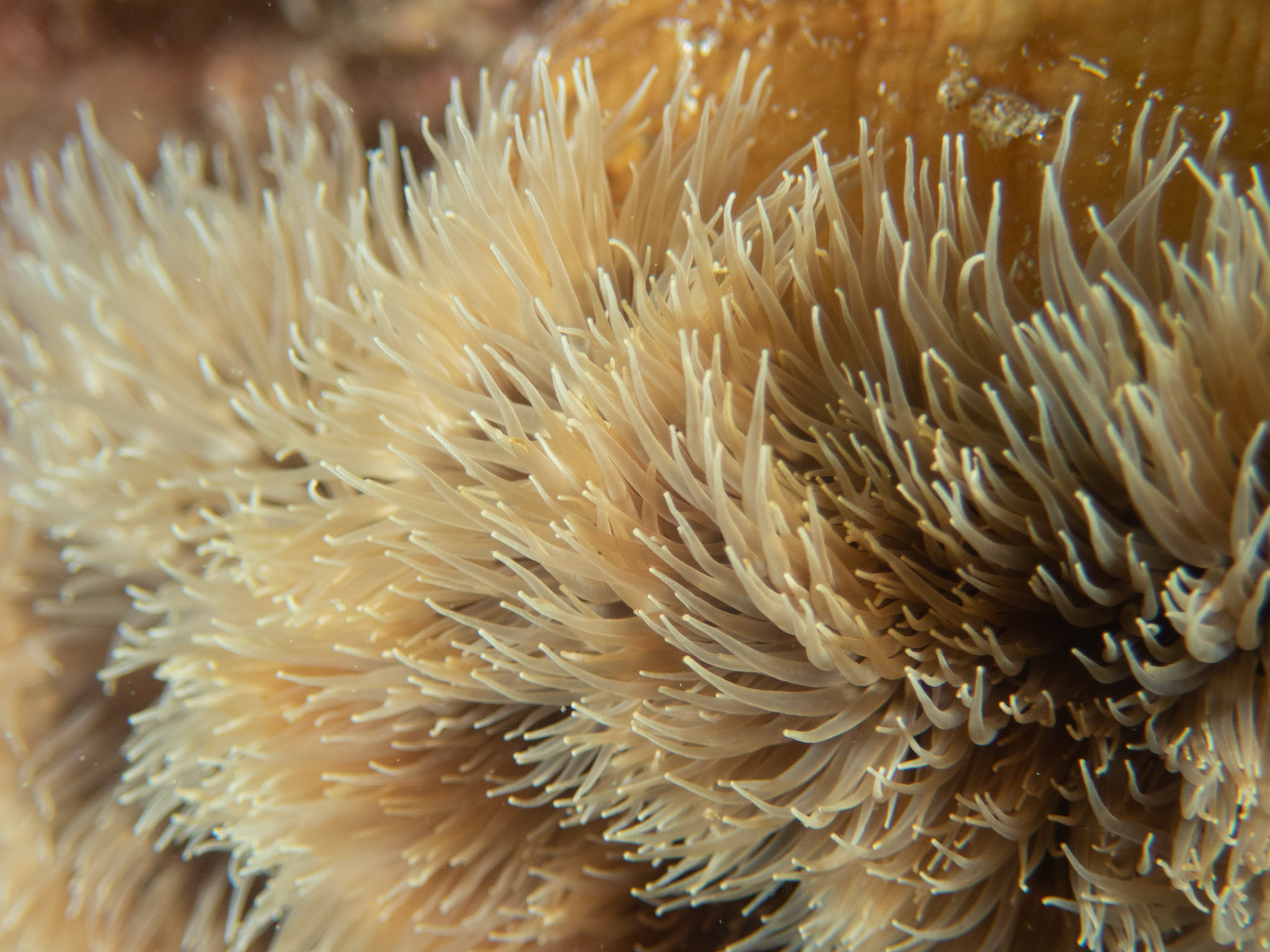 Frilled anemone close-up
