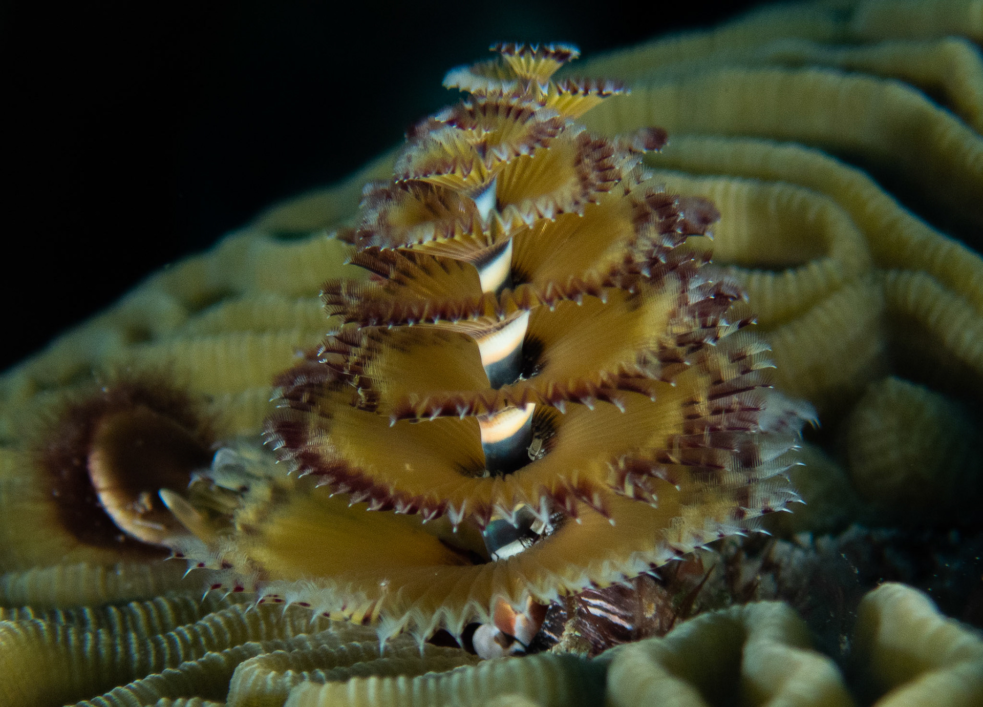 Christmas Tree Worm