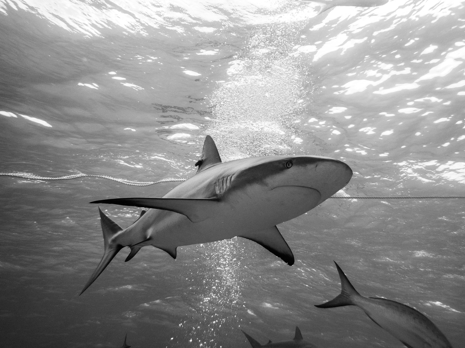 Caribbean Reef Shark