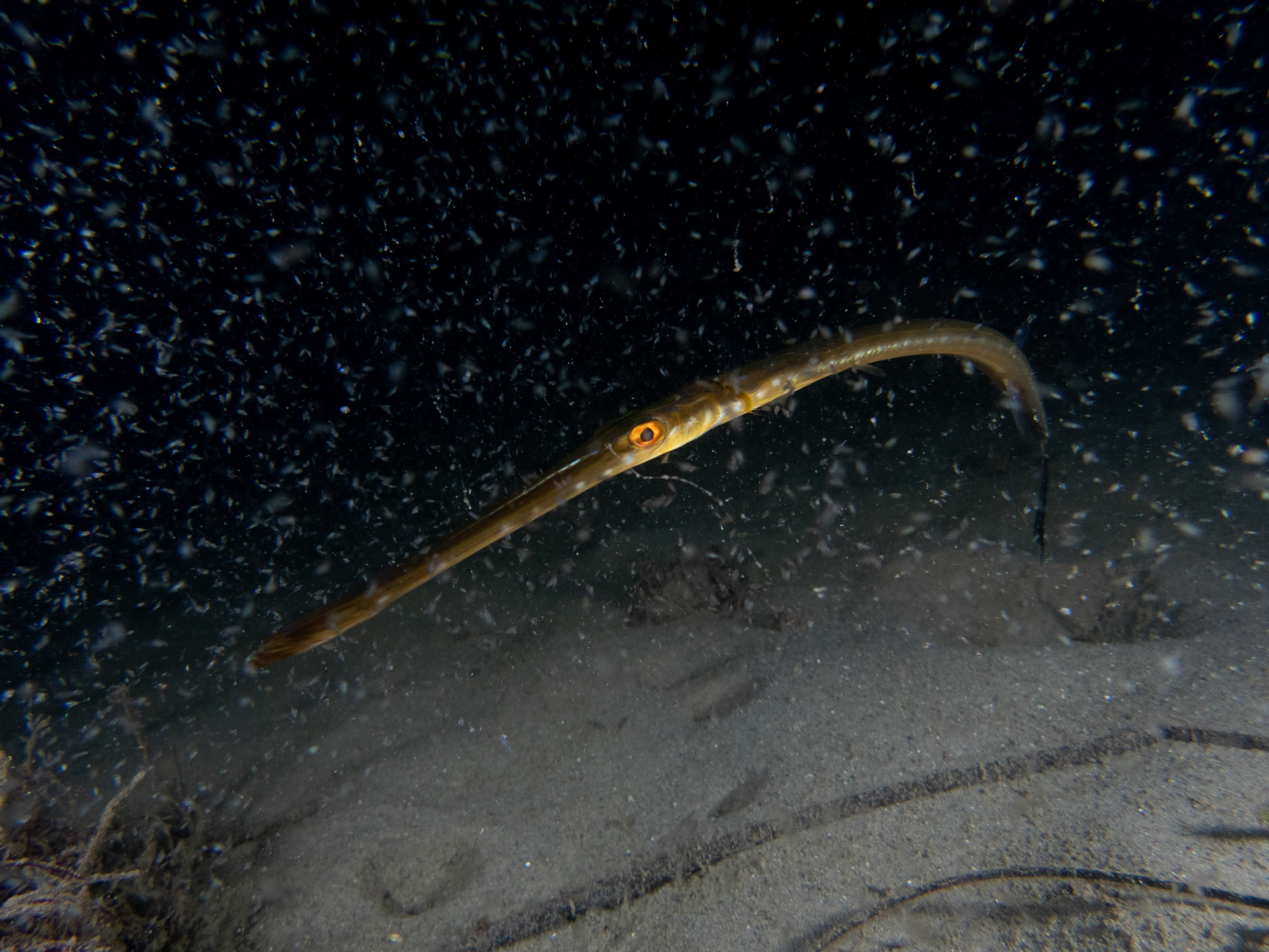 Coronetfish in a cloud of tiny shrimp