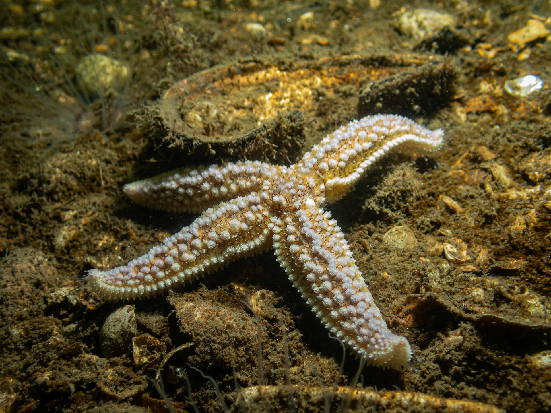 Four legged sea star
