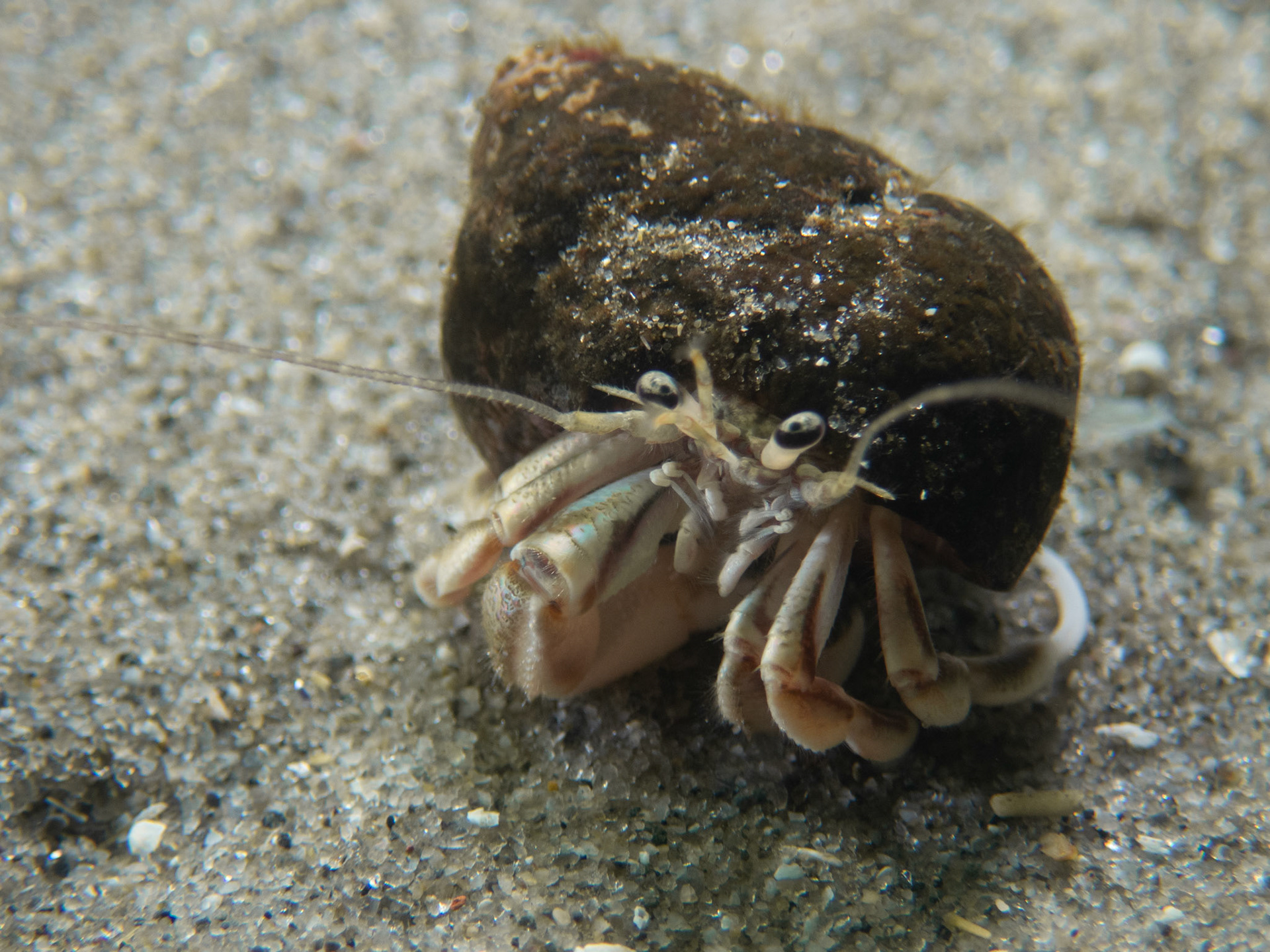 Longwrist Hermit crab