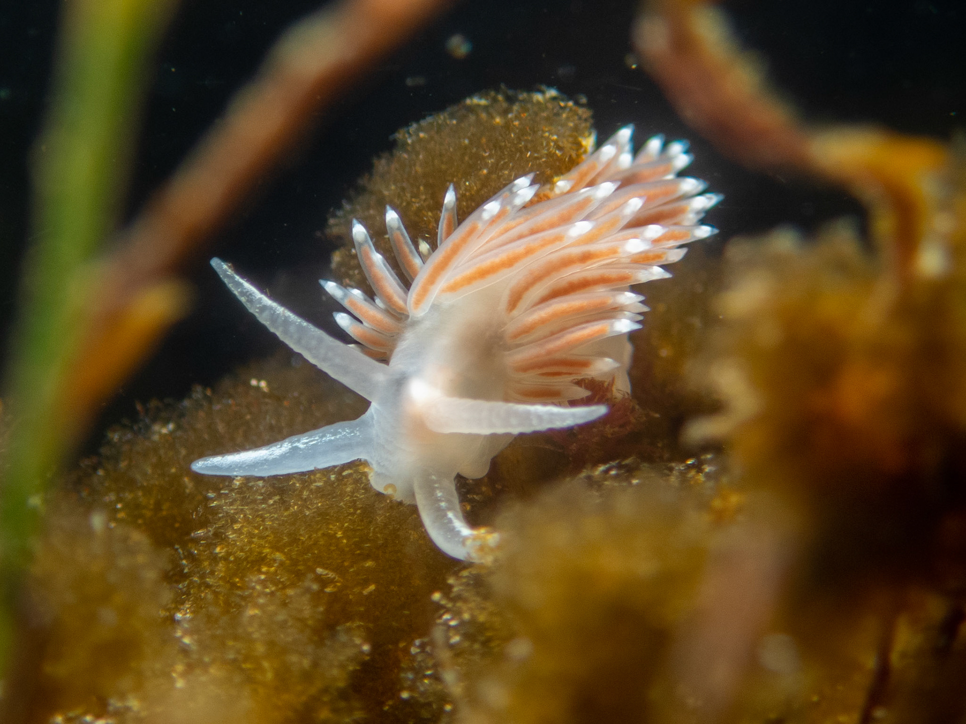 Flabellina verrucosa