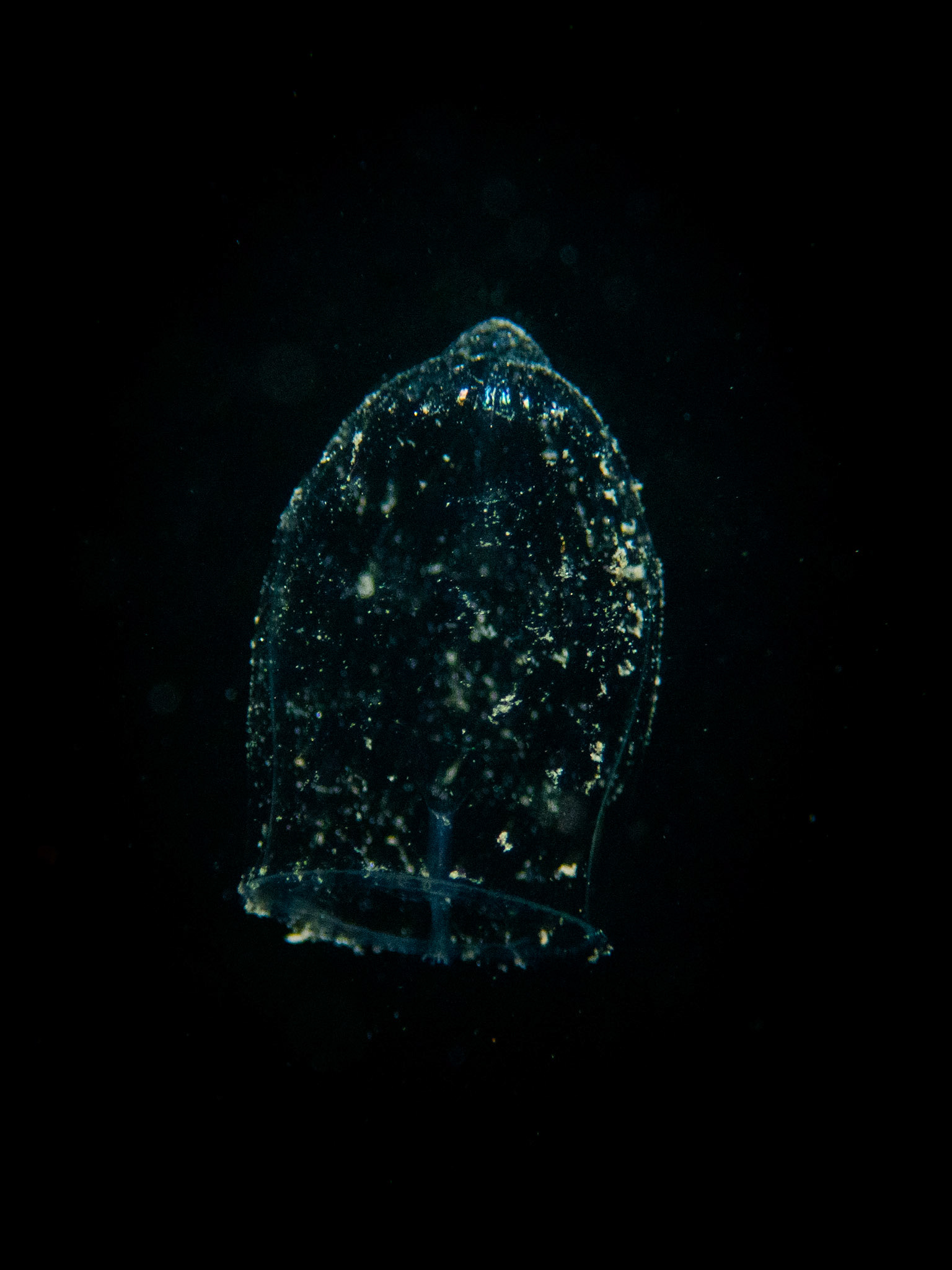 Unknown tiny jelly