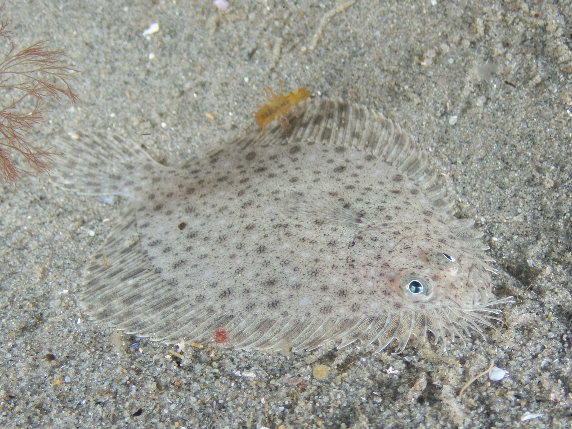 Baby Windowpane Flounder