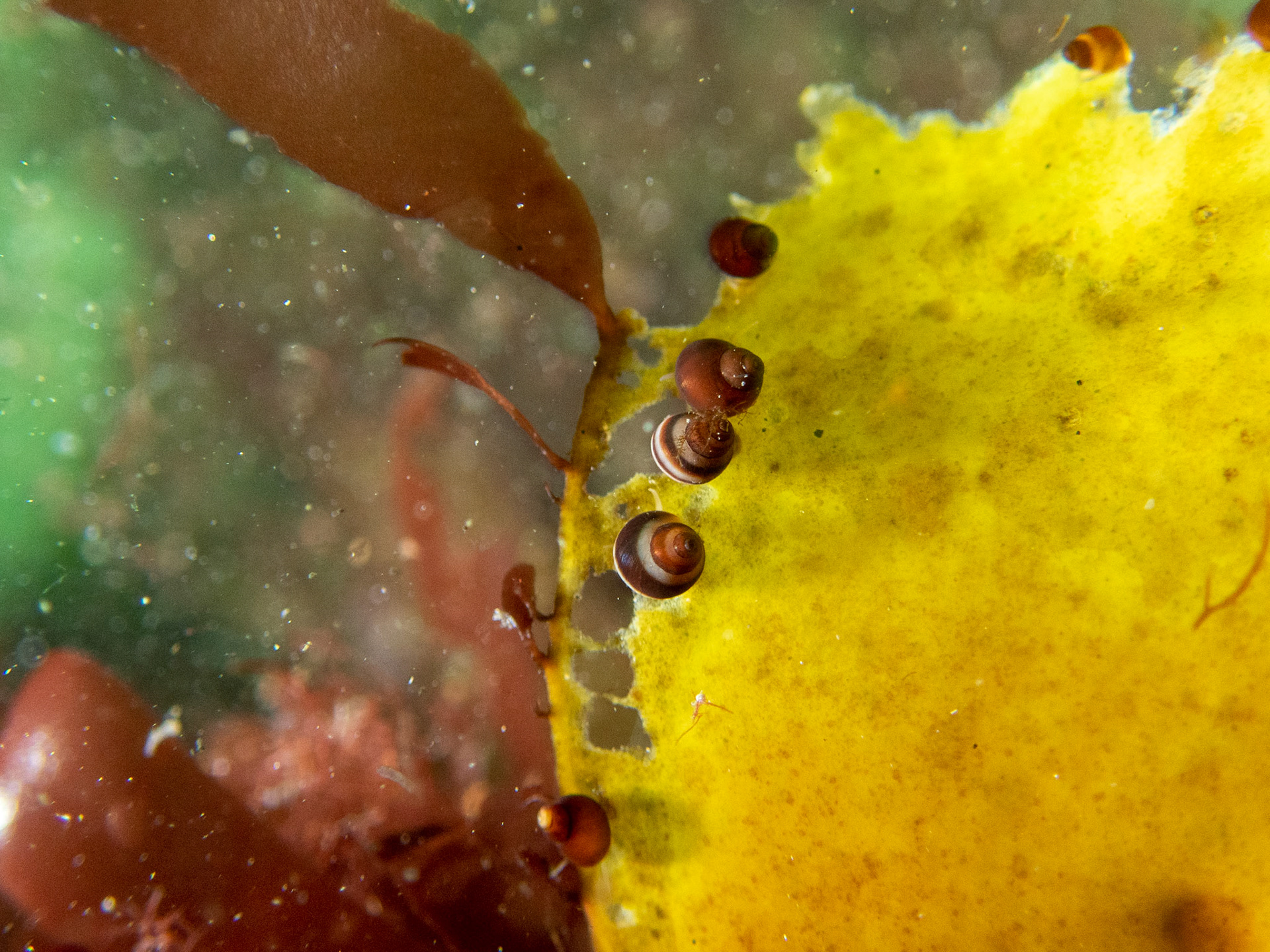 Snails on some kelp