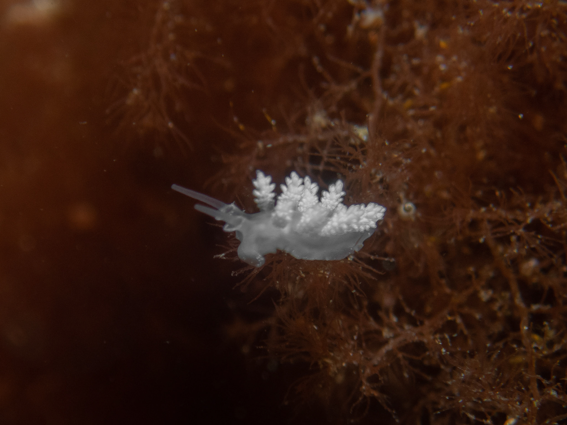 Tiny doto coronata