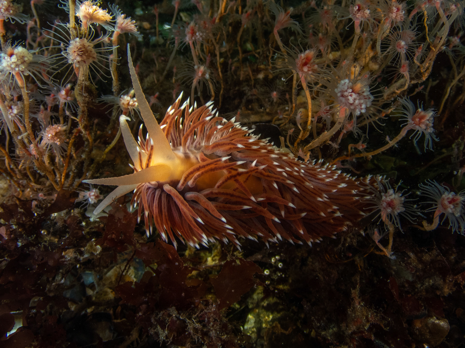 Flabellina verrilli