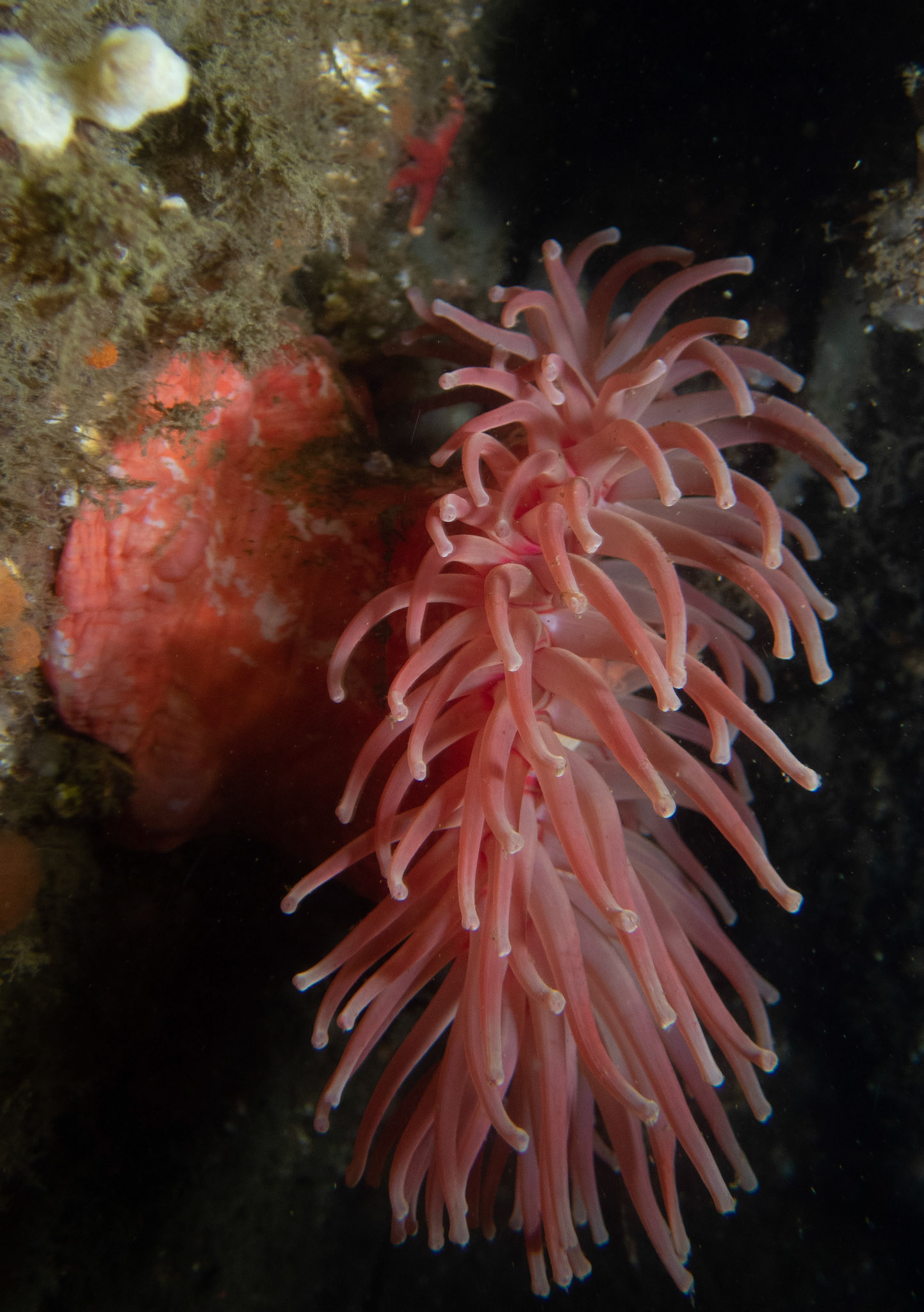 West Wall Northern Red Anemone