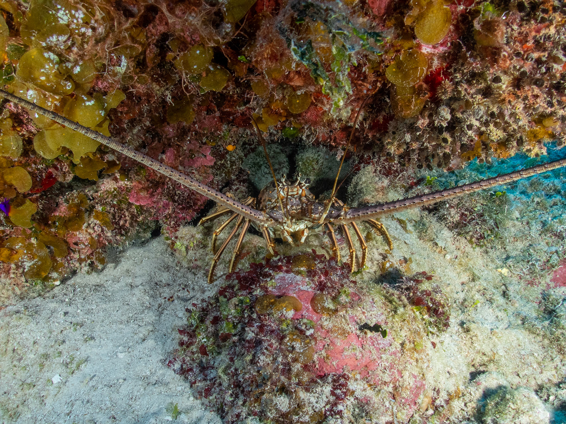 Spiny lobster