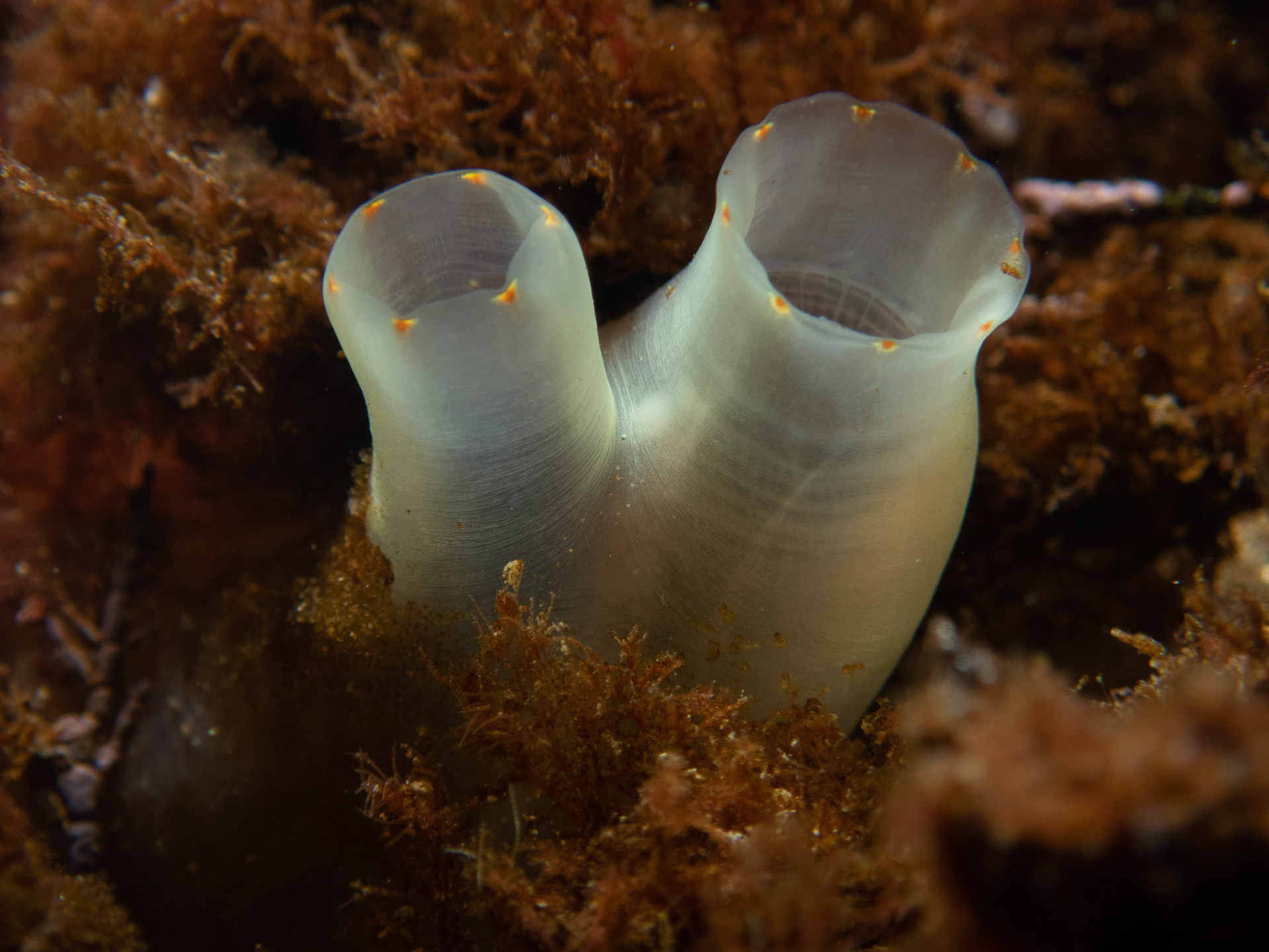 Sea vase