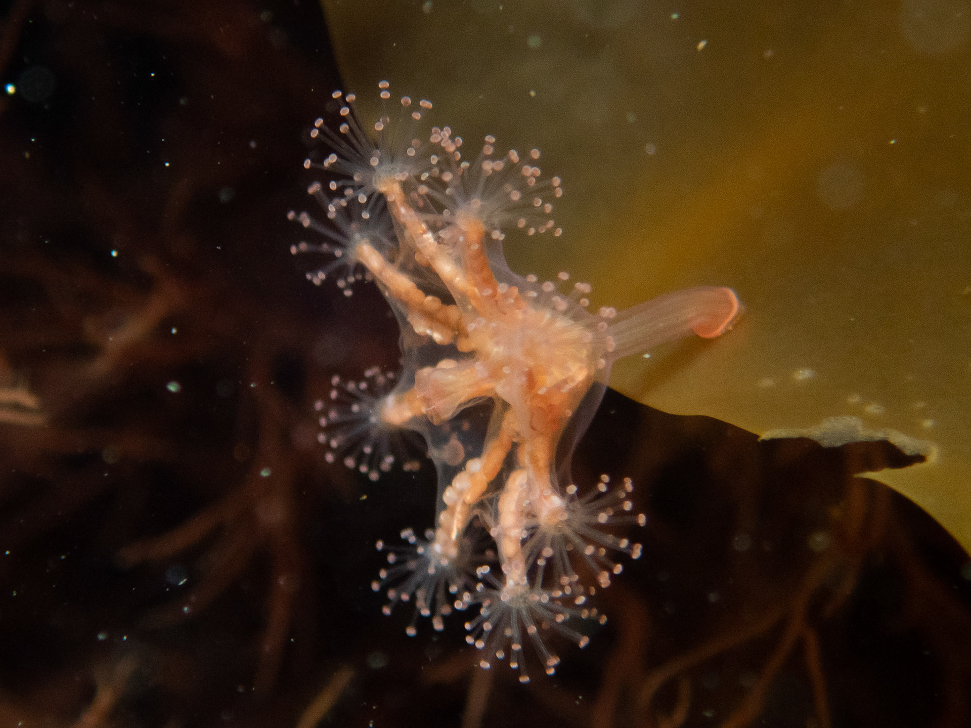 Eared Stalked Jellyfish