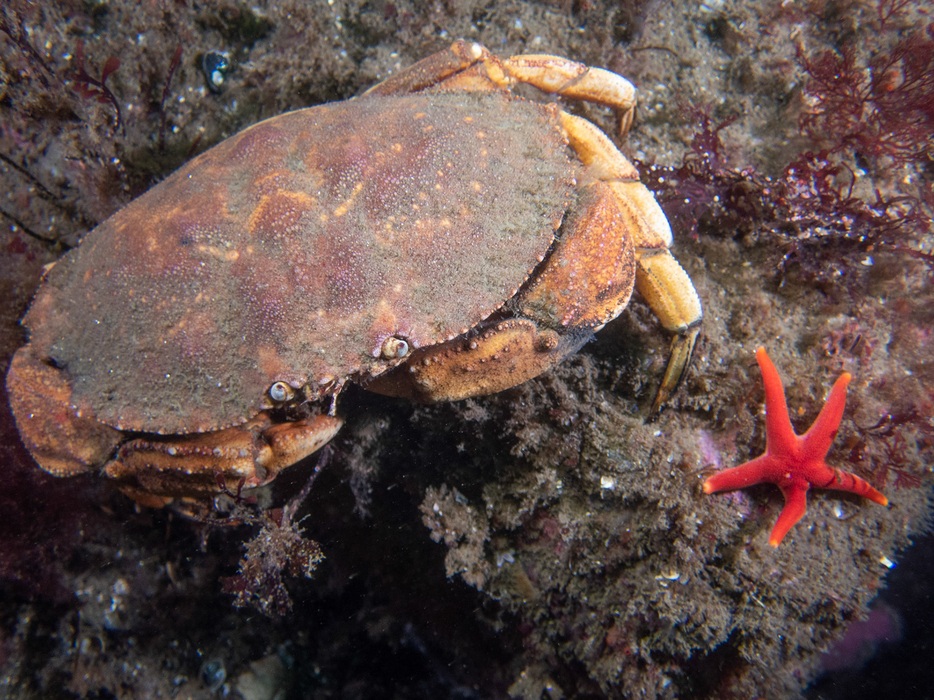 Rock Crab and Blood Star