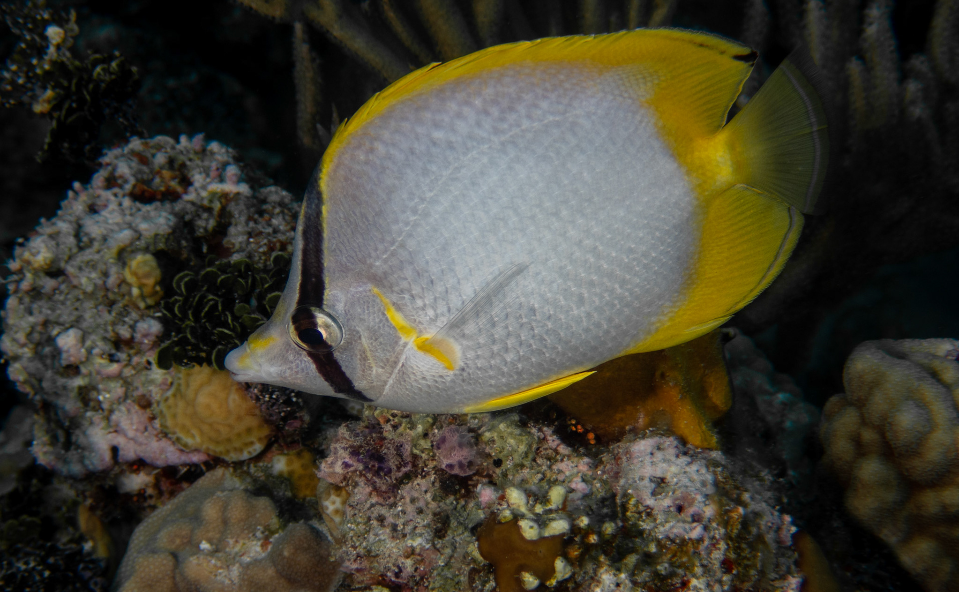 Spotfin Butterflyfish