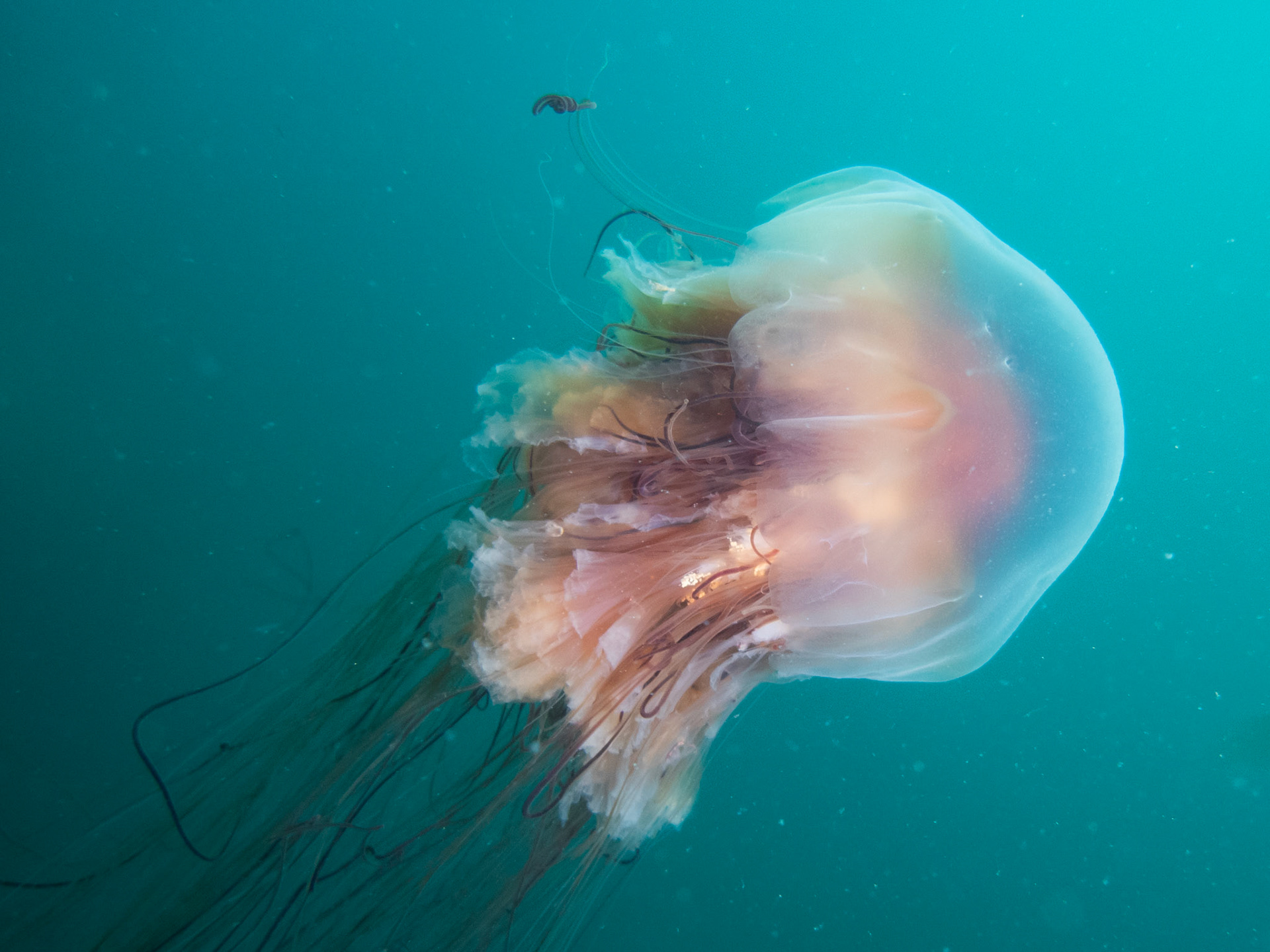 Lion's Mane jelly