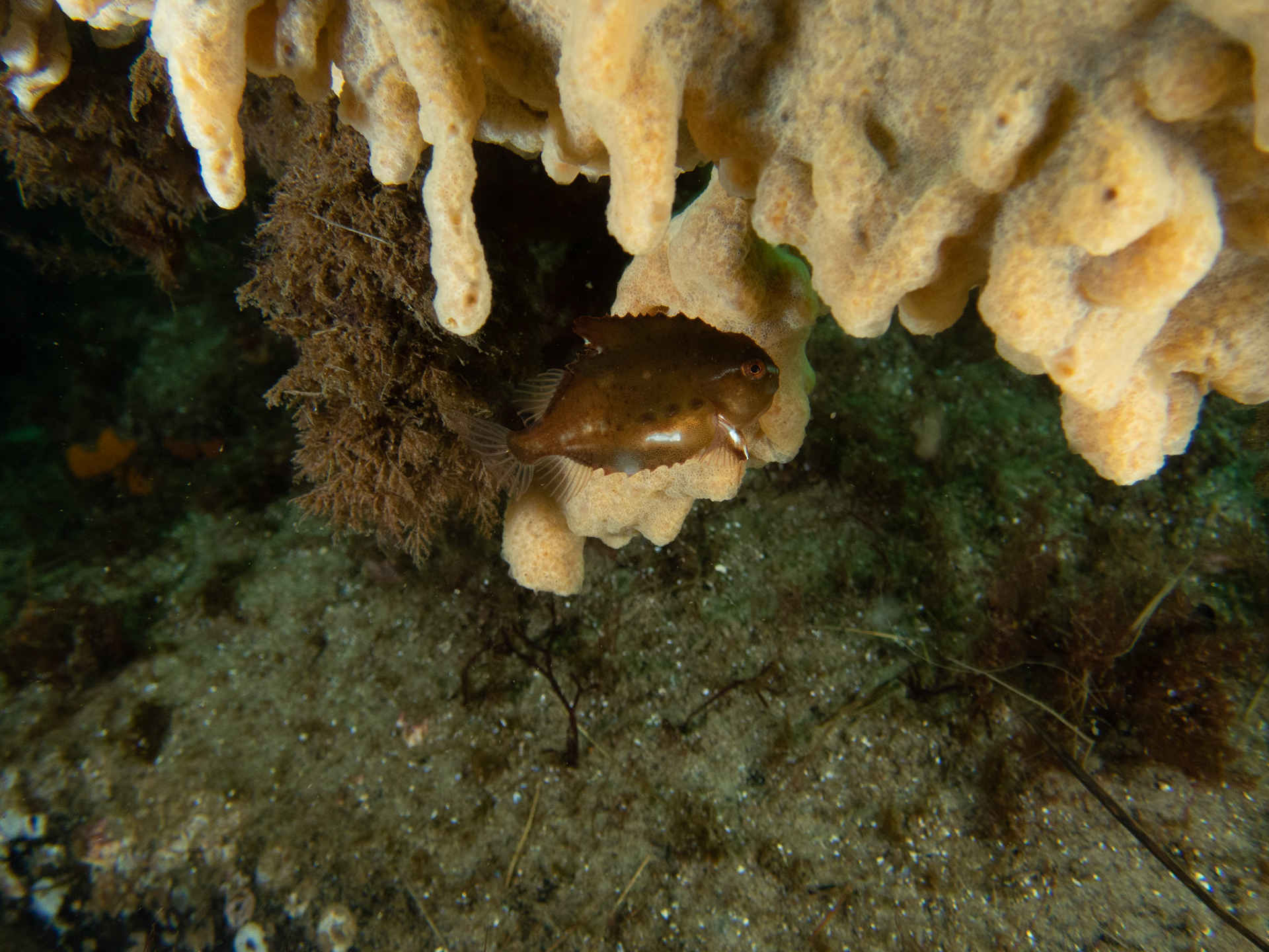 Cute little lumpfish