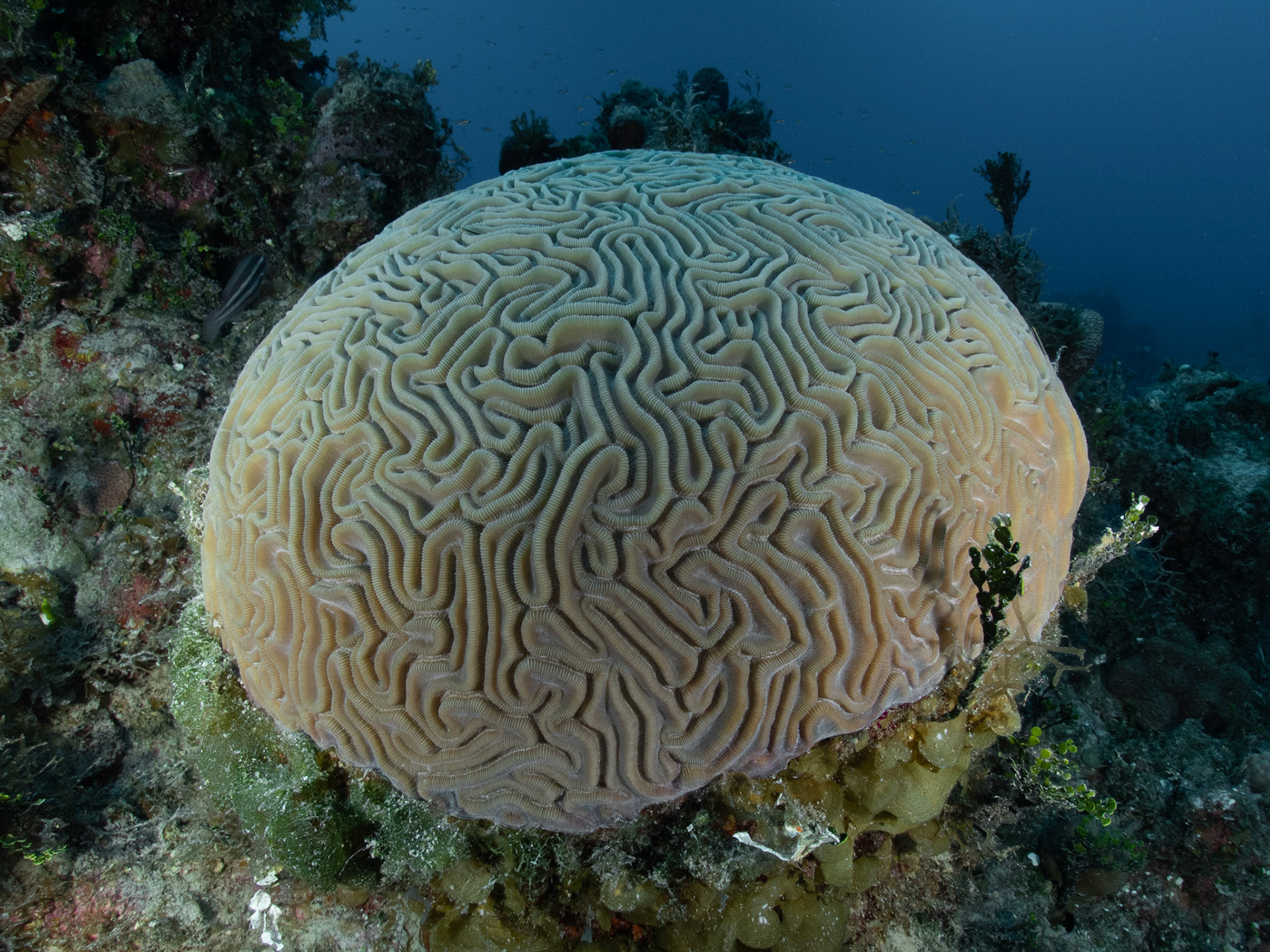 Brain coral
