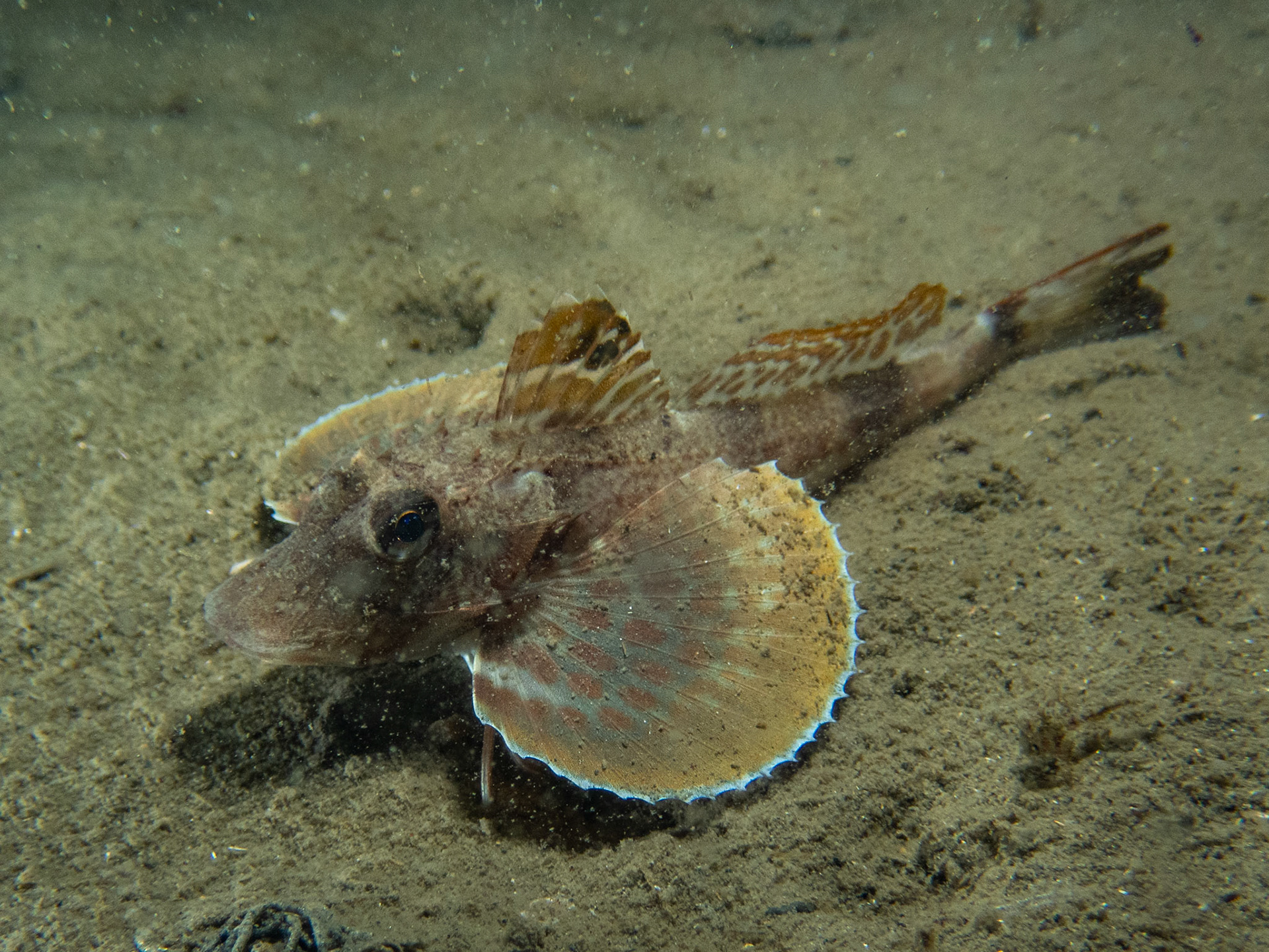 Northern sea robin