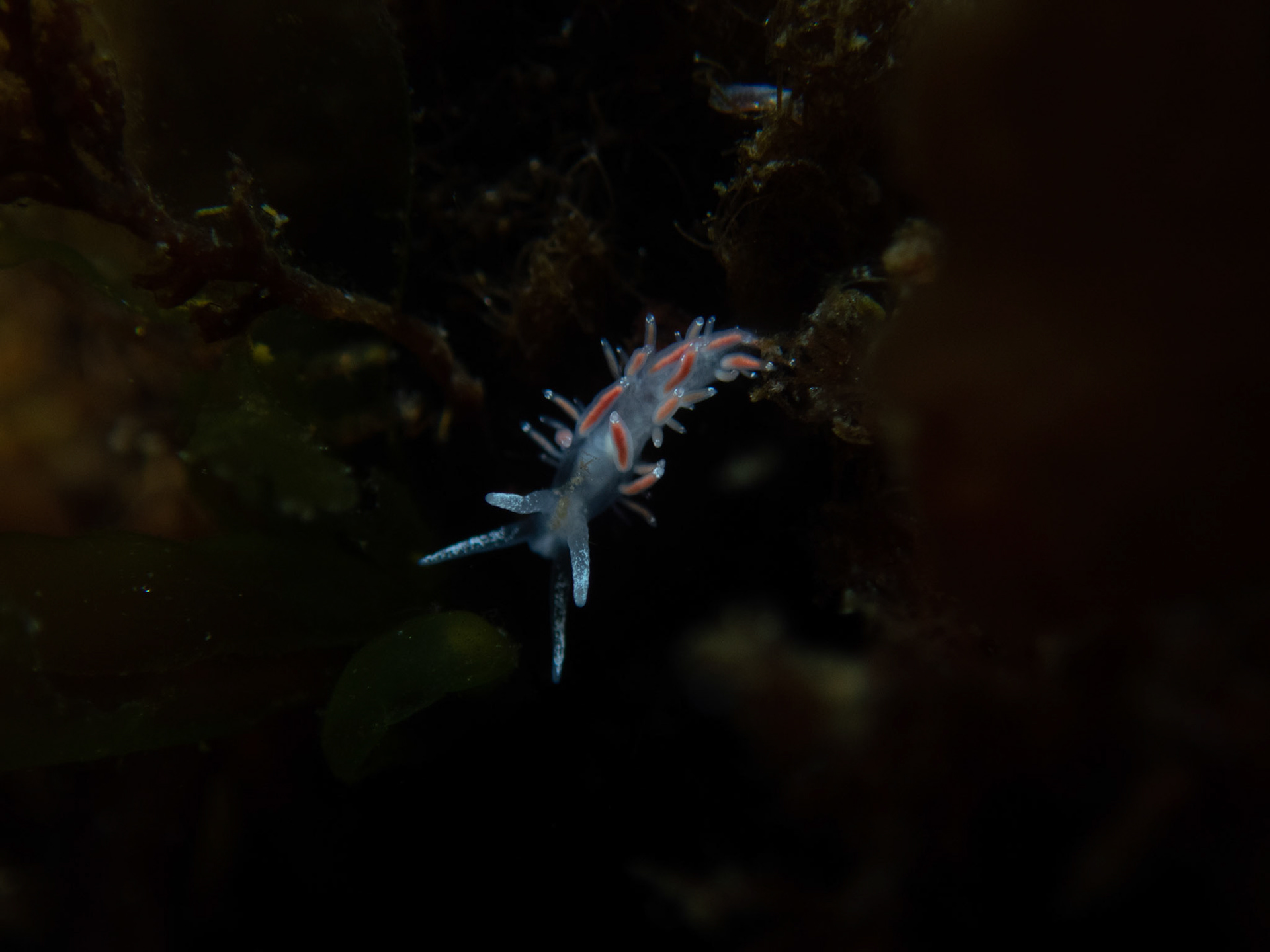 Flabellina gracilis