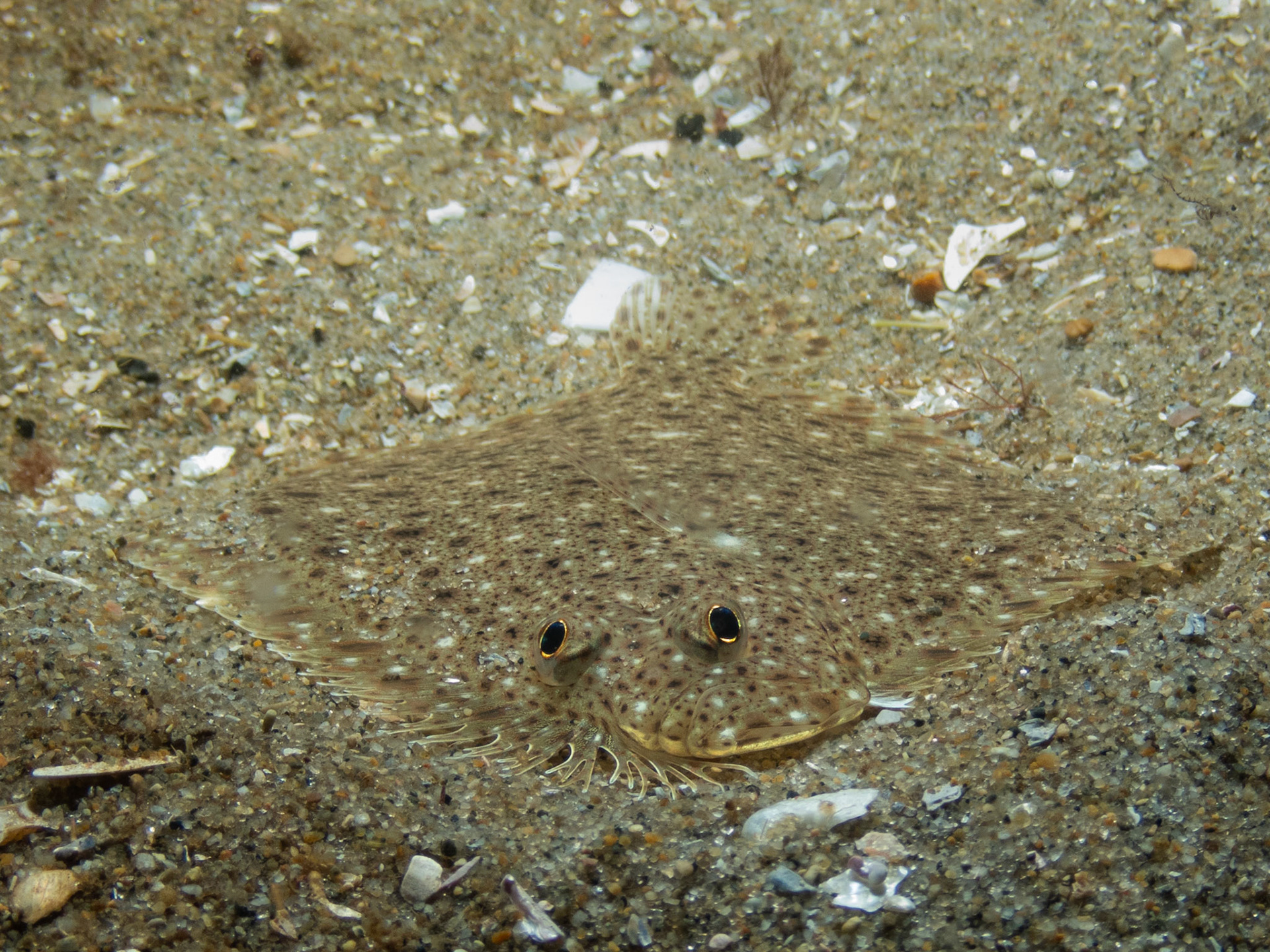 Windowpane flounder
