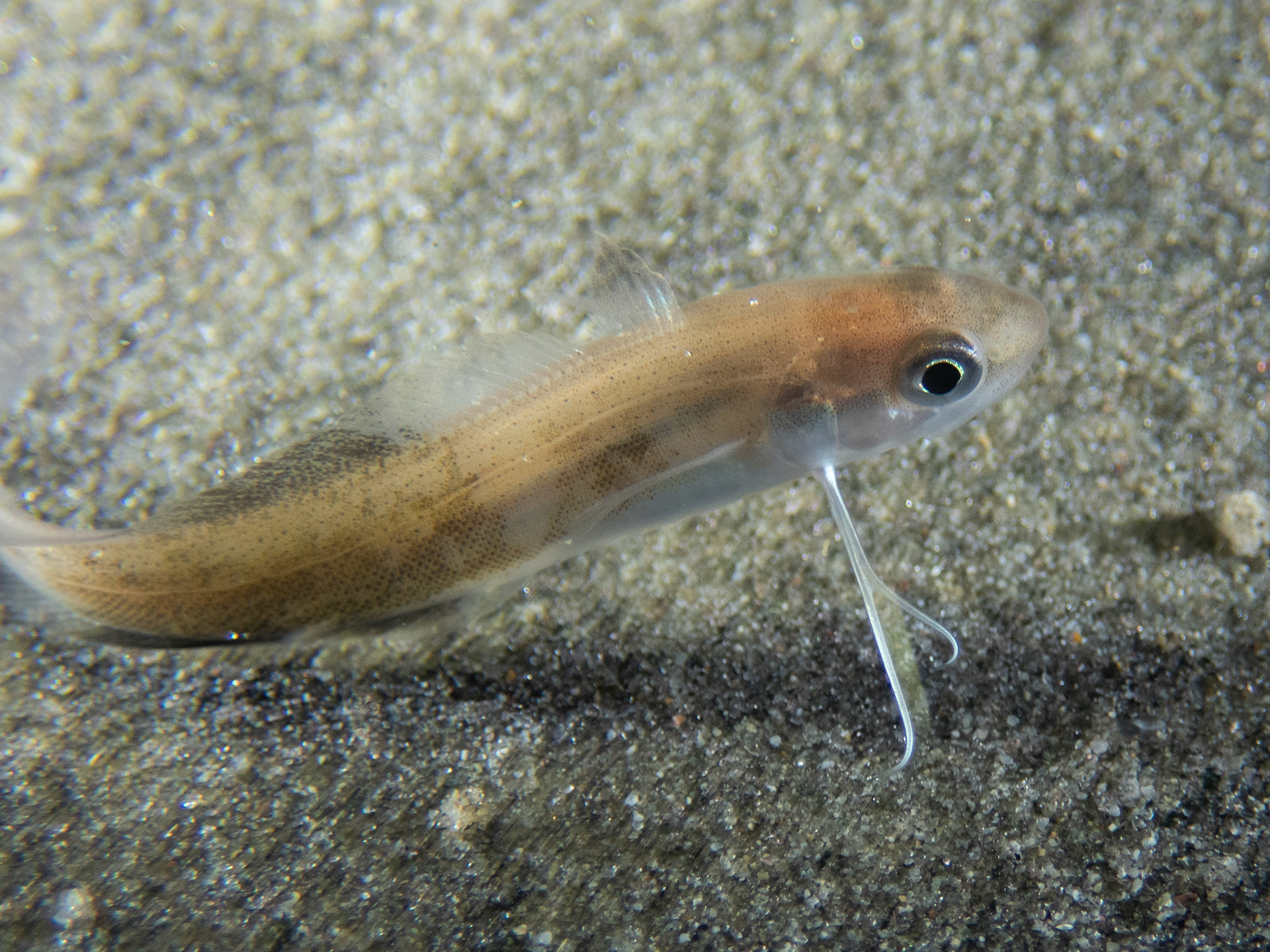 Juvenile Hake