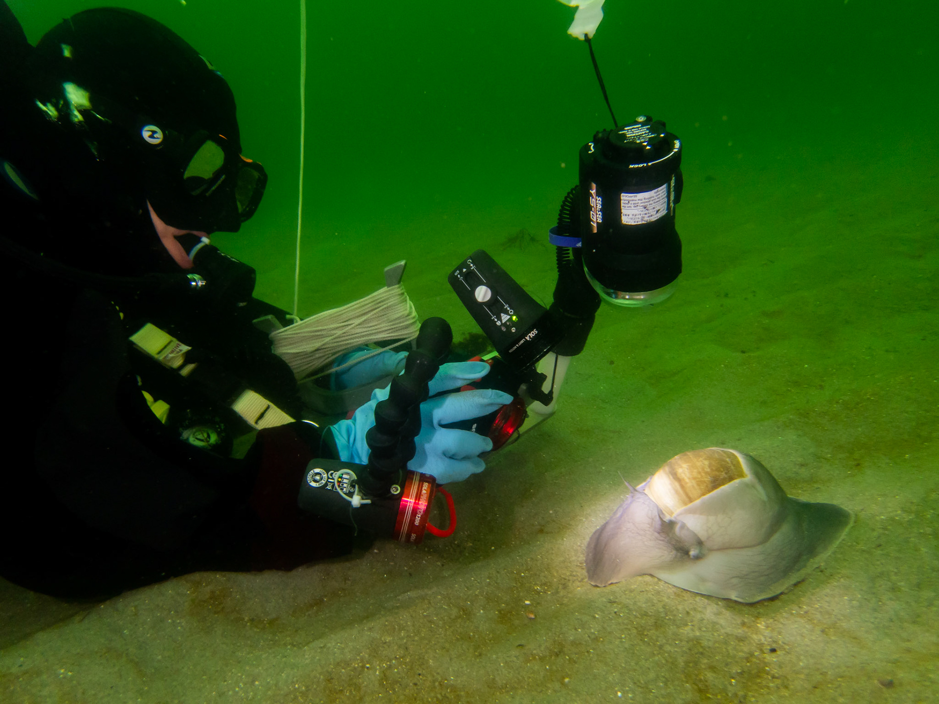 Andrea lining up her shot of the massive moon snail