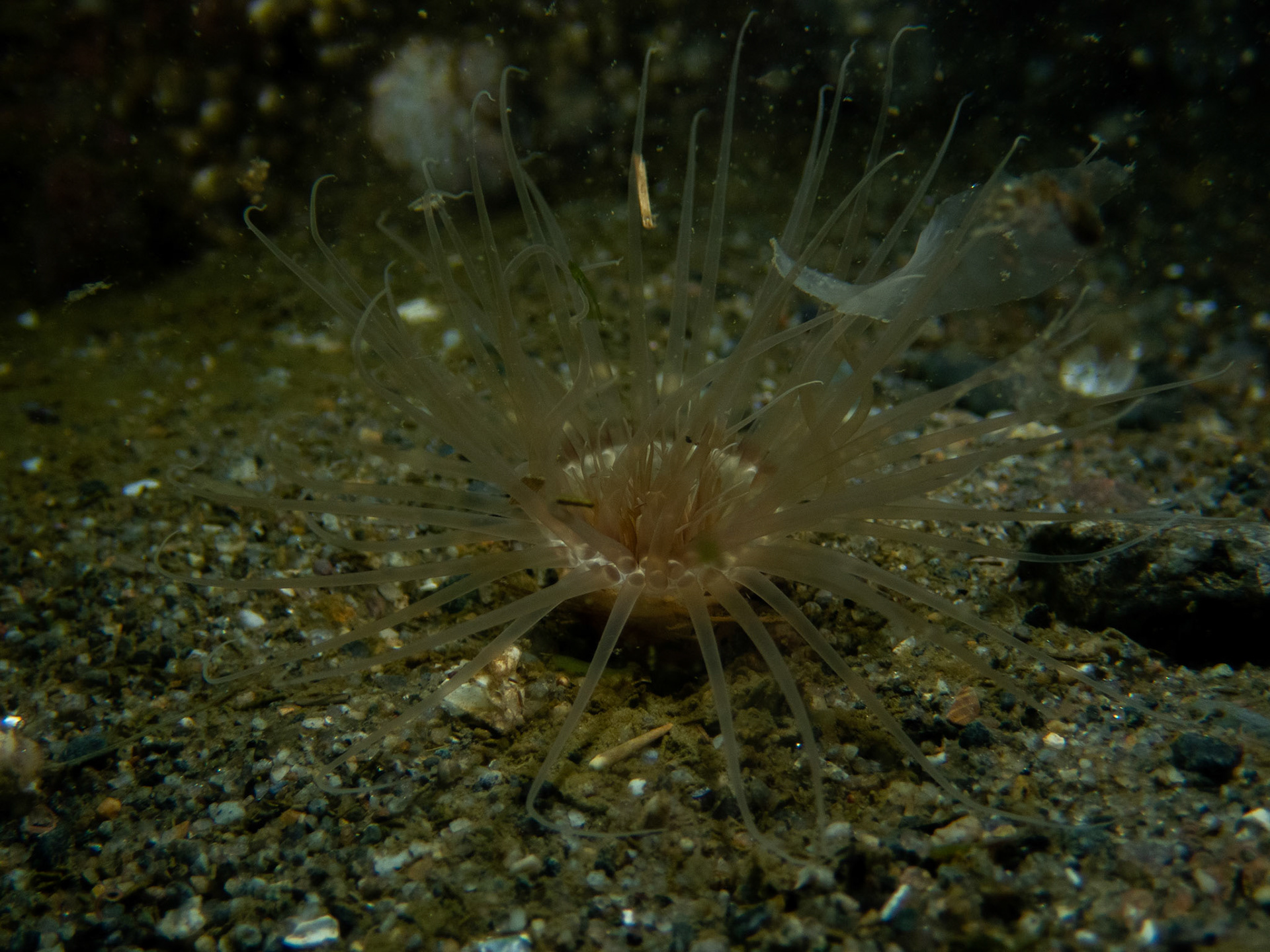 Northern cerianthid