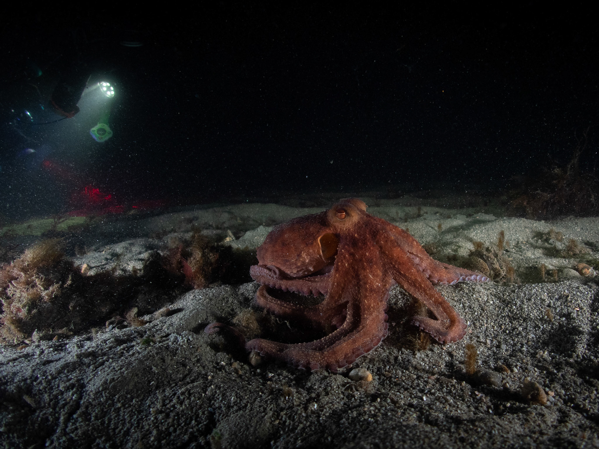 Octo out for a stroll