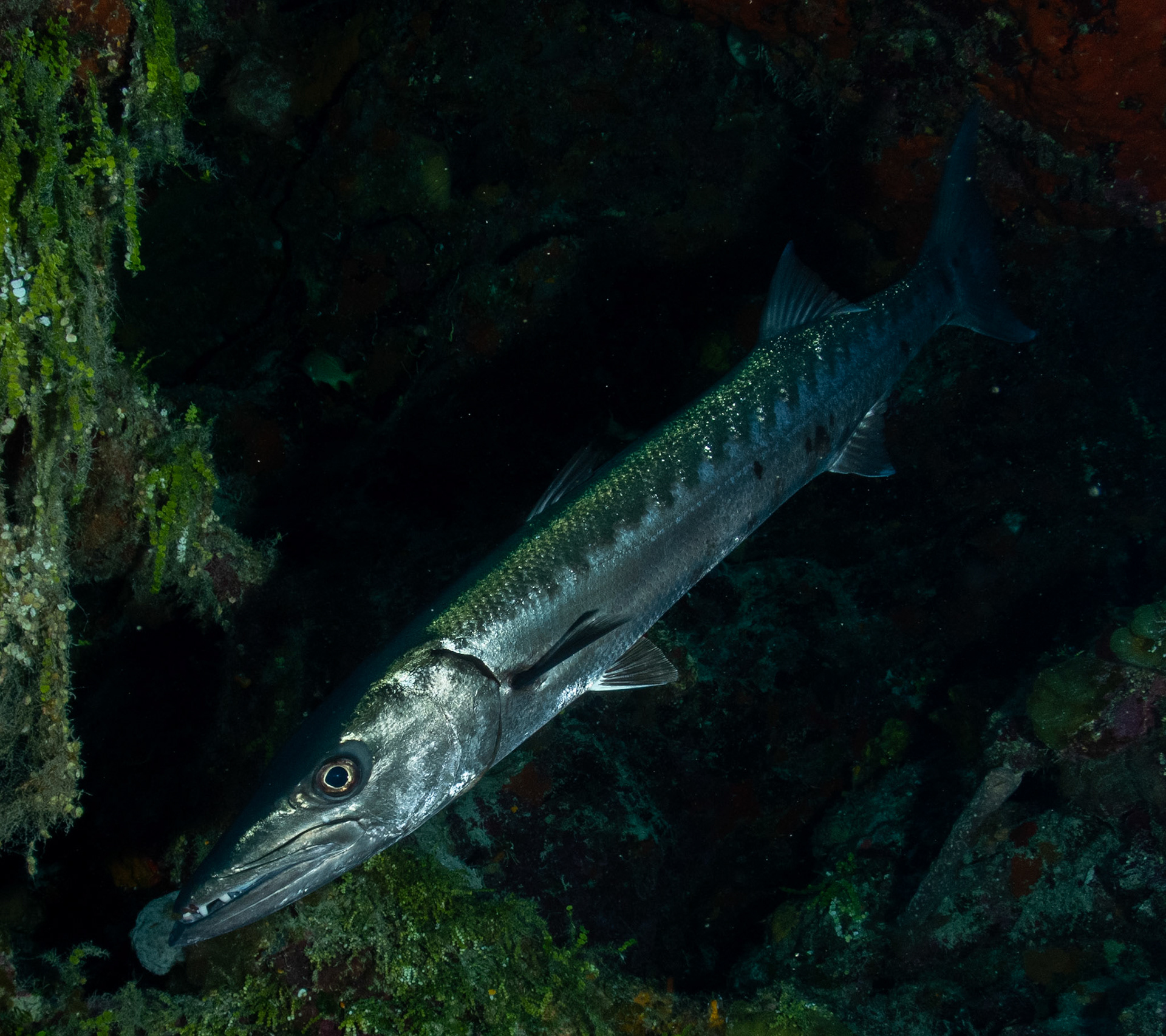 Great Barracuda