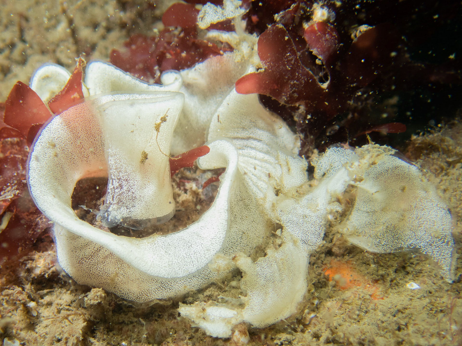 Nudibranch egg strings