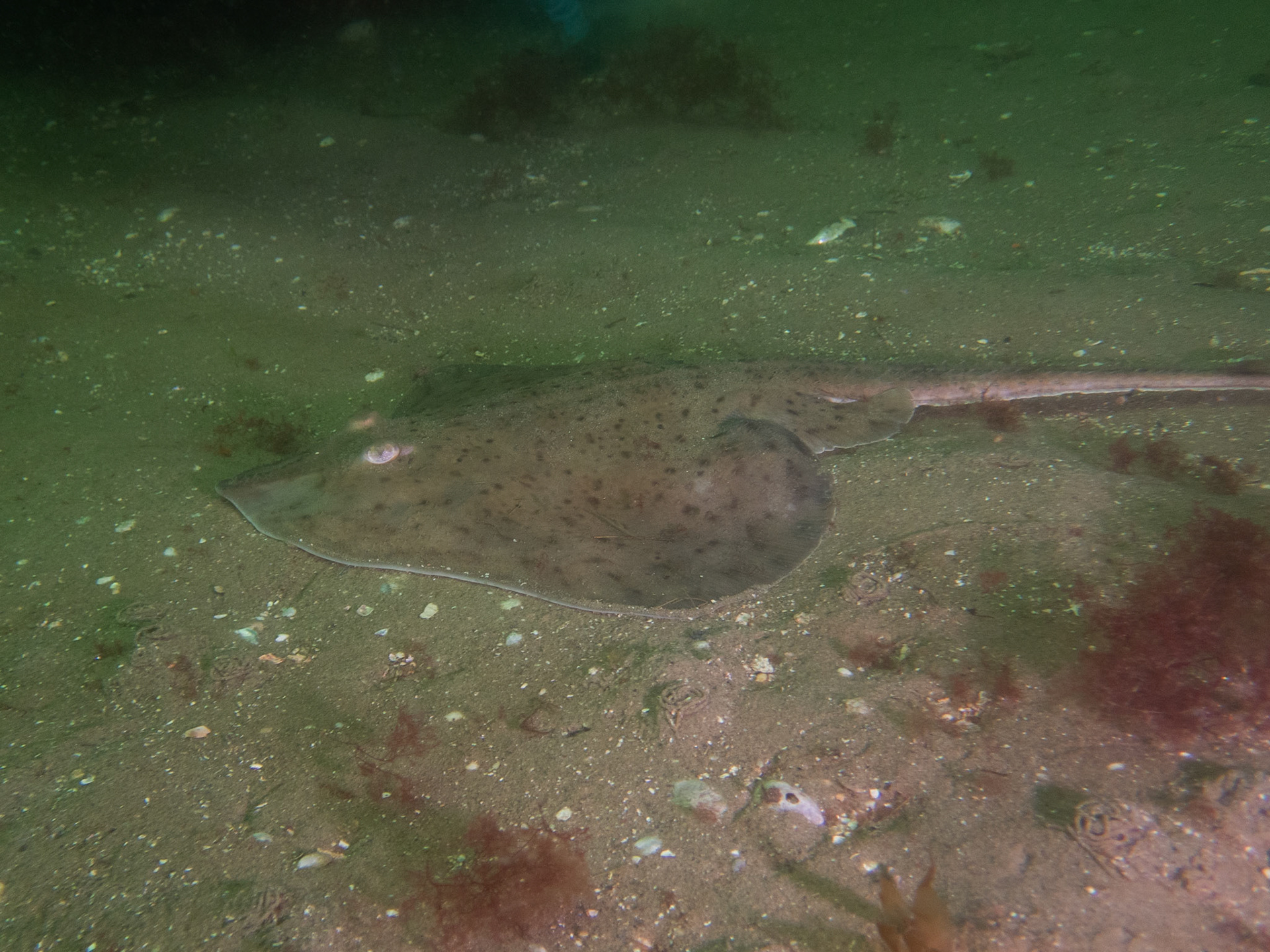 Little Skate