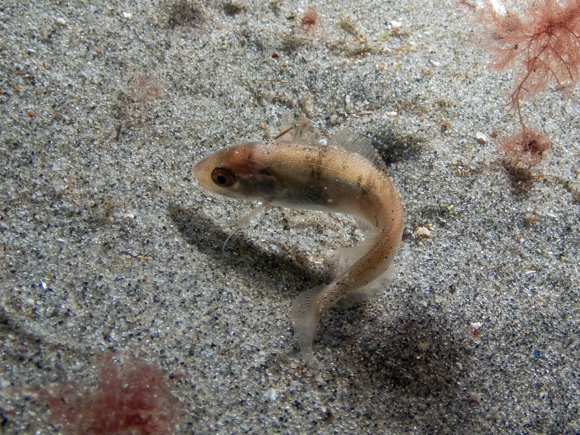 Juvenile Hake