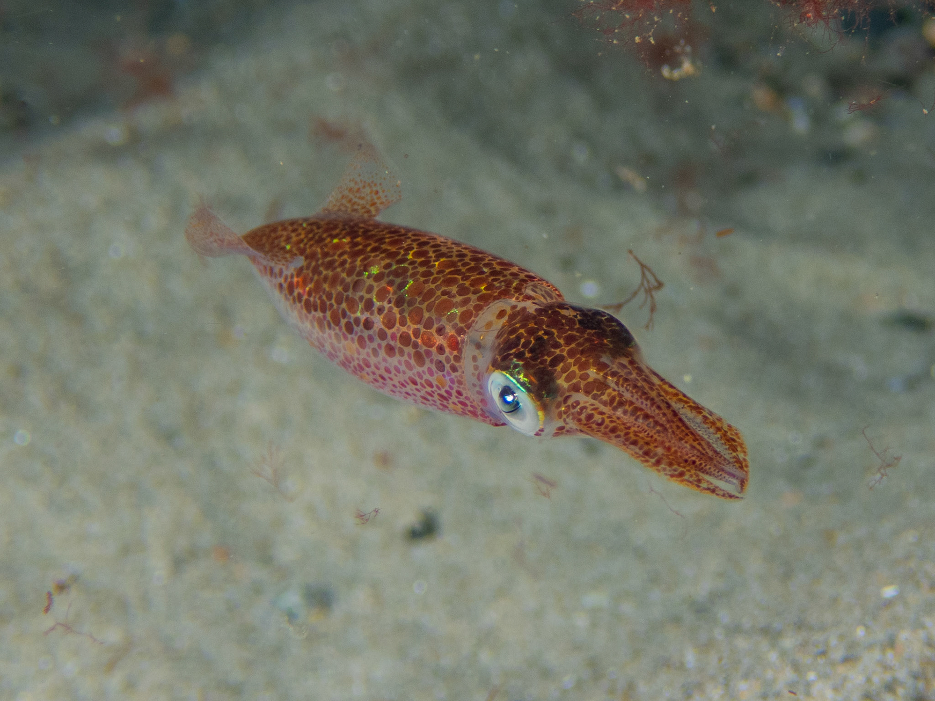 Longfin Squid