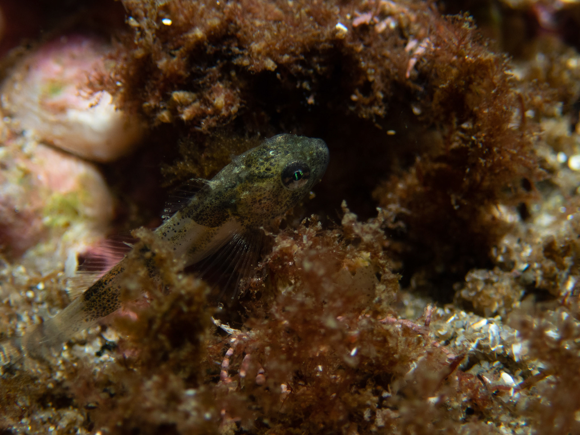 Juvenile sculpin?