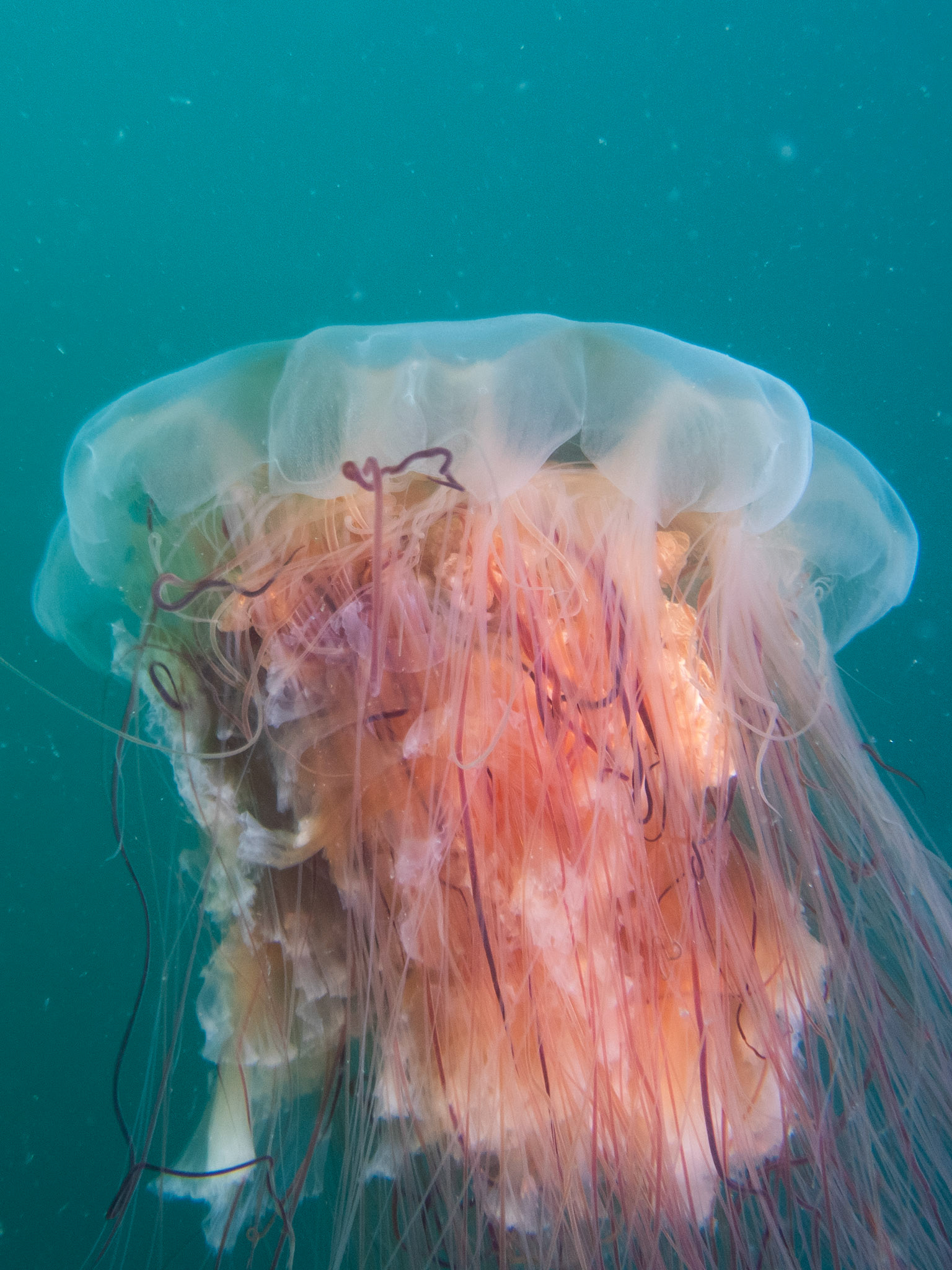 Lion's Mane jelly