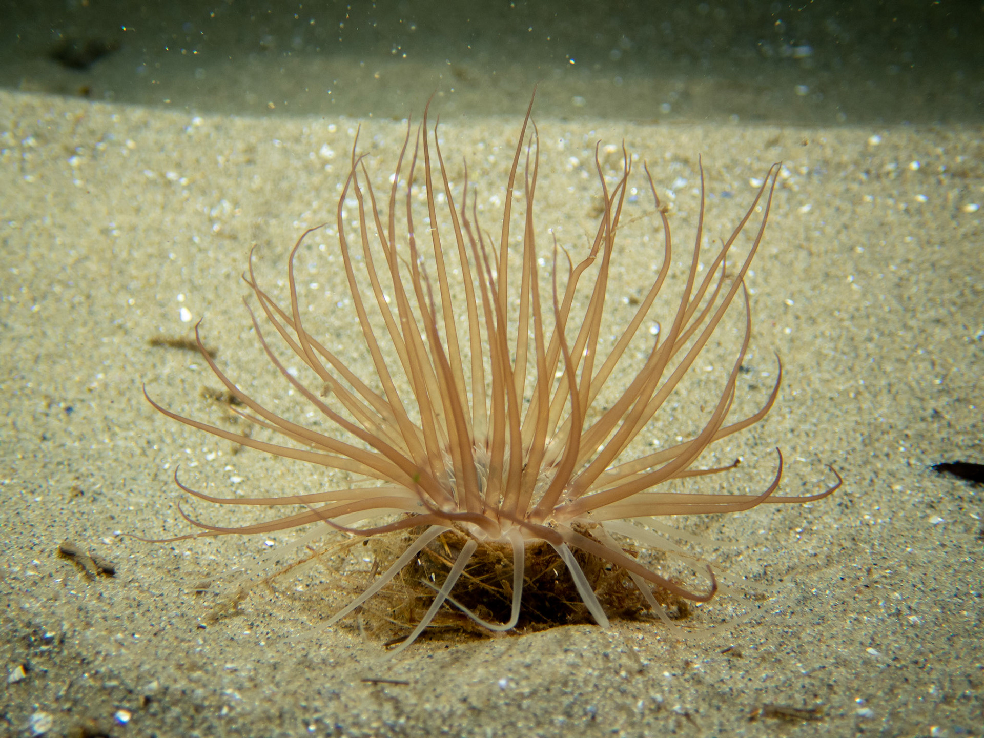 Northern cerianthid